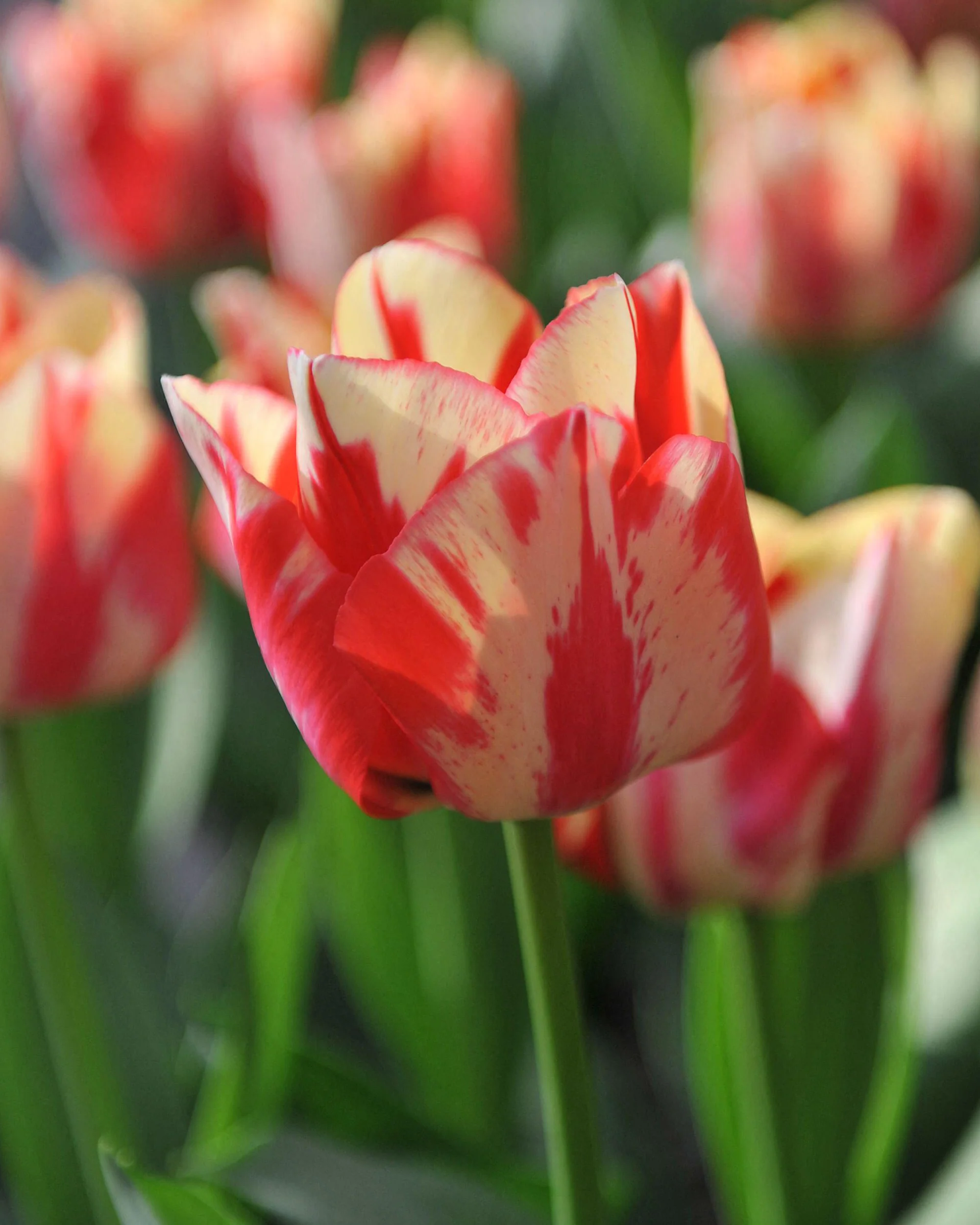 Tulip 'Spryng Rembrandt' - Image 4