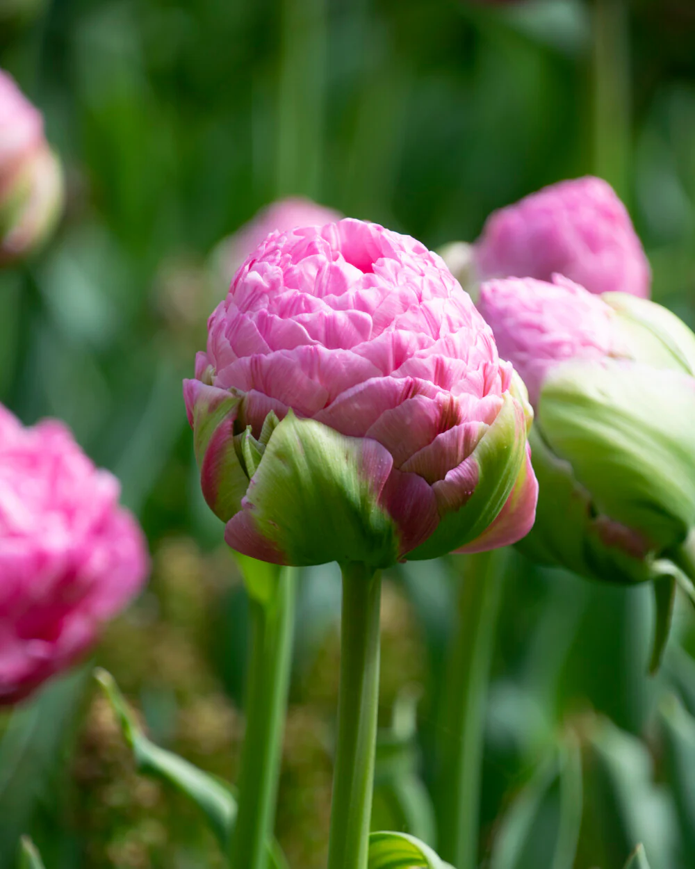 Tulip 'Strawberry Cream' - Image 11