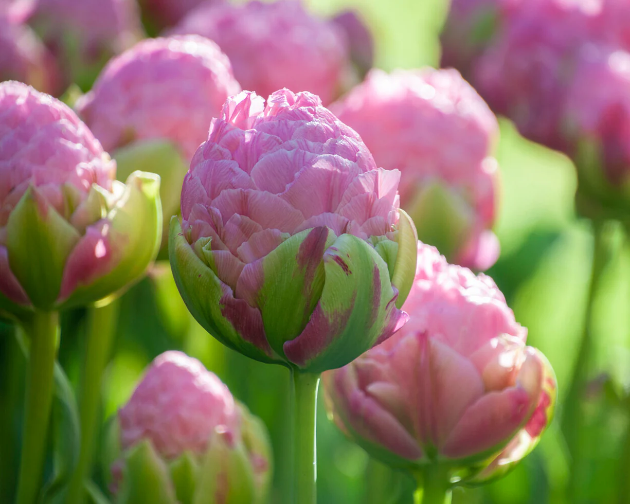 Tulip 'Strawberry Cream' - Image 8