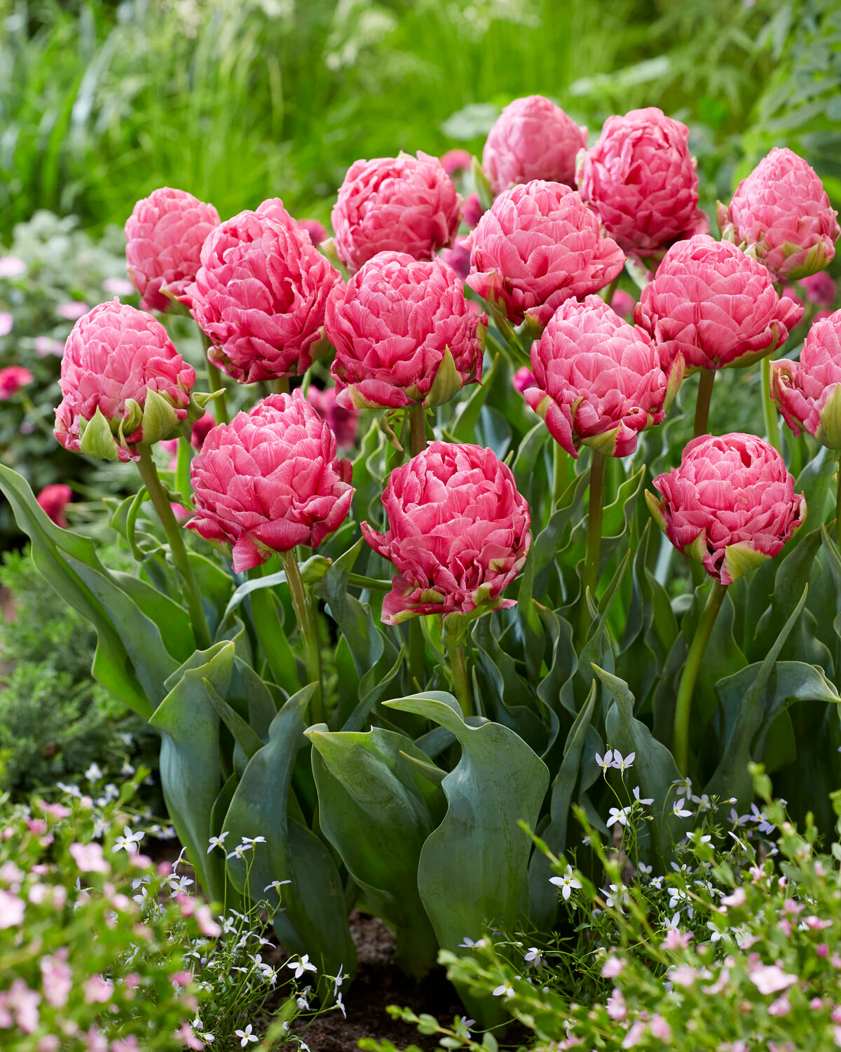 Tulip 'Strawberry Cream' - Image 9
