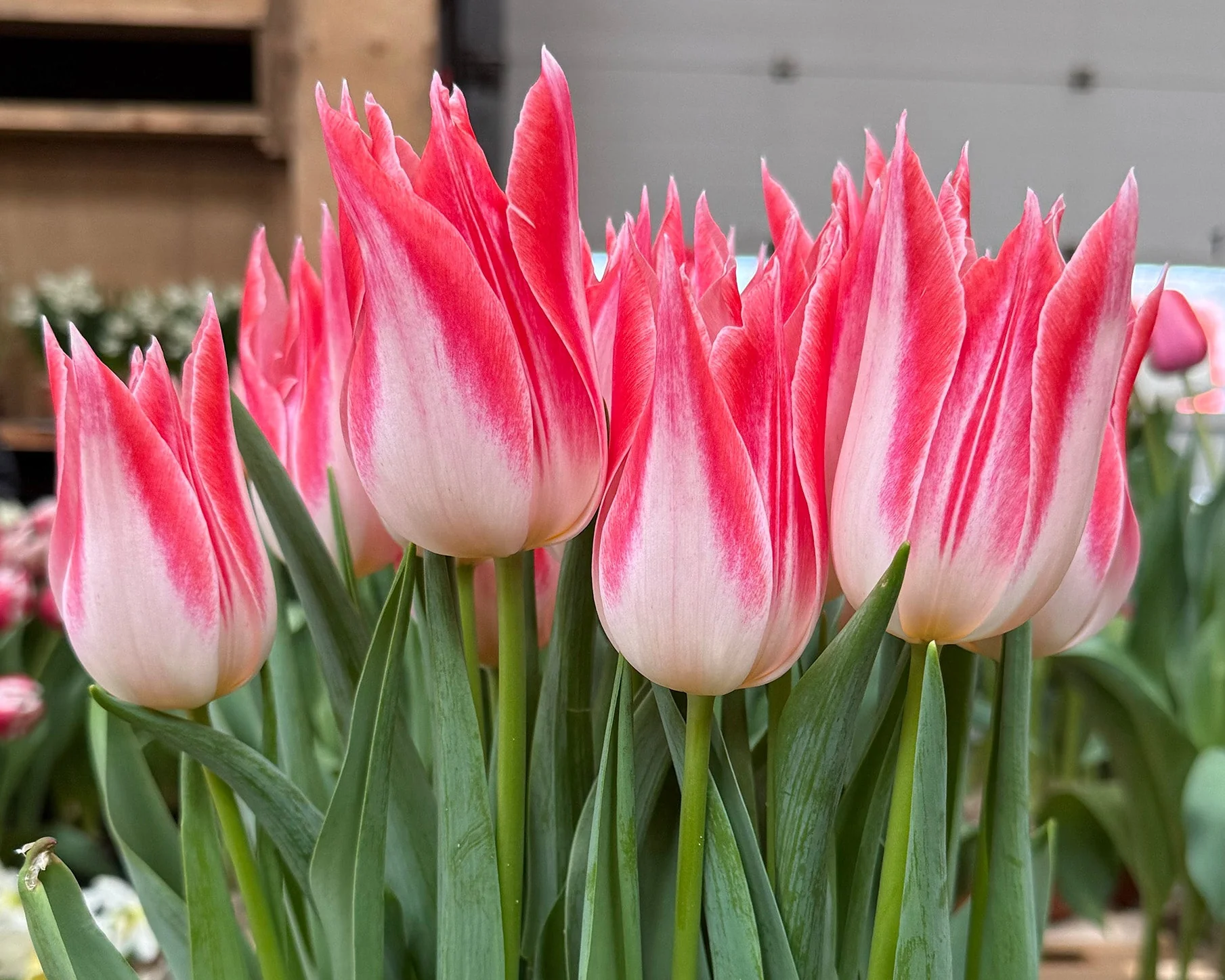 Tulip 'Strawberry Romanoff' - Image 3