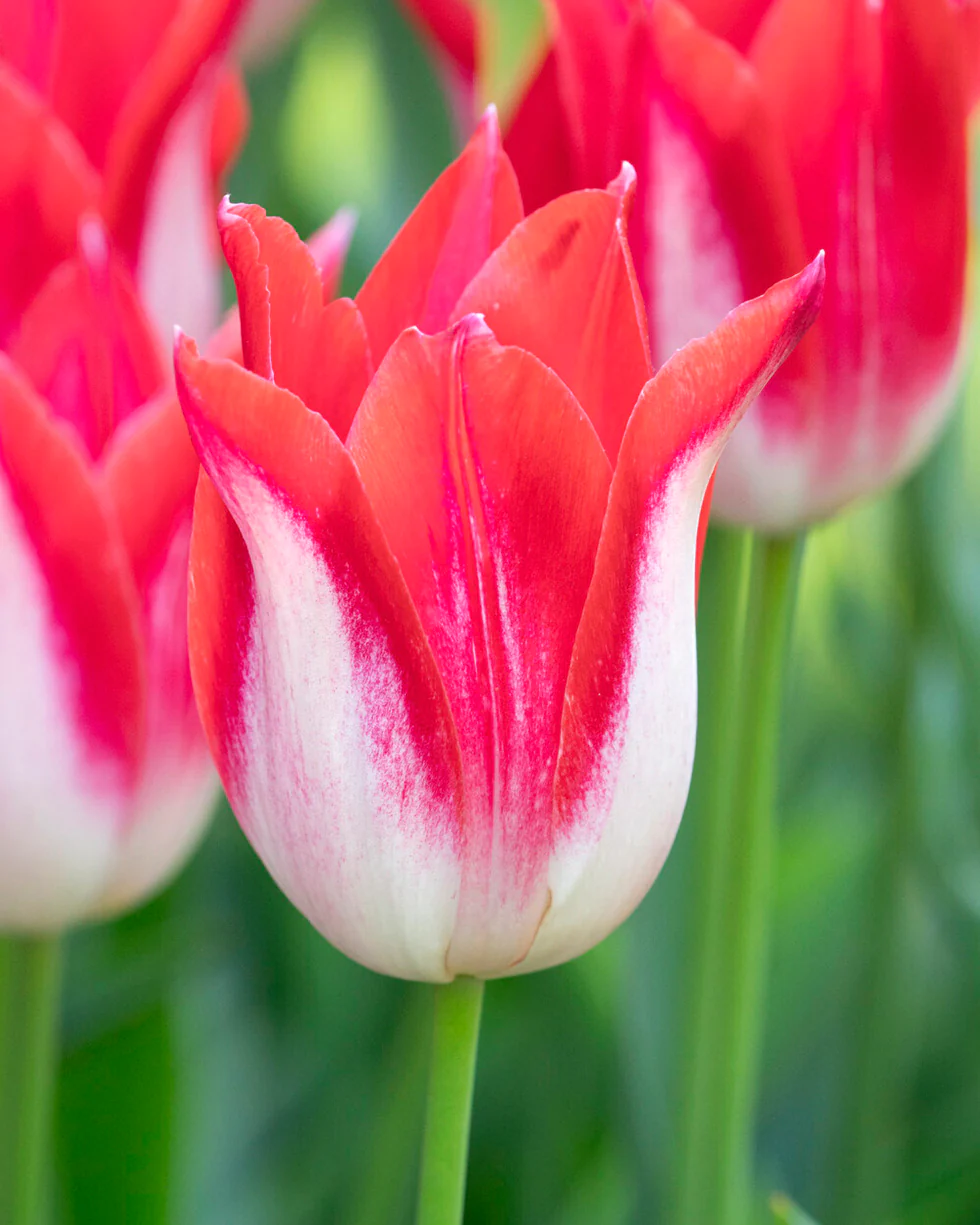 Tulip 'Strawberry Romanoff' - Image 4