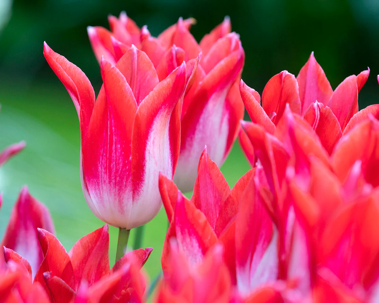 Tulip 'Strawberry Romanoff' - Image 5