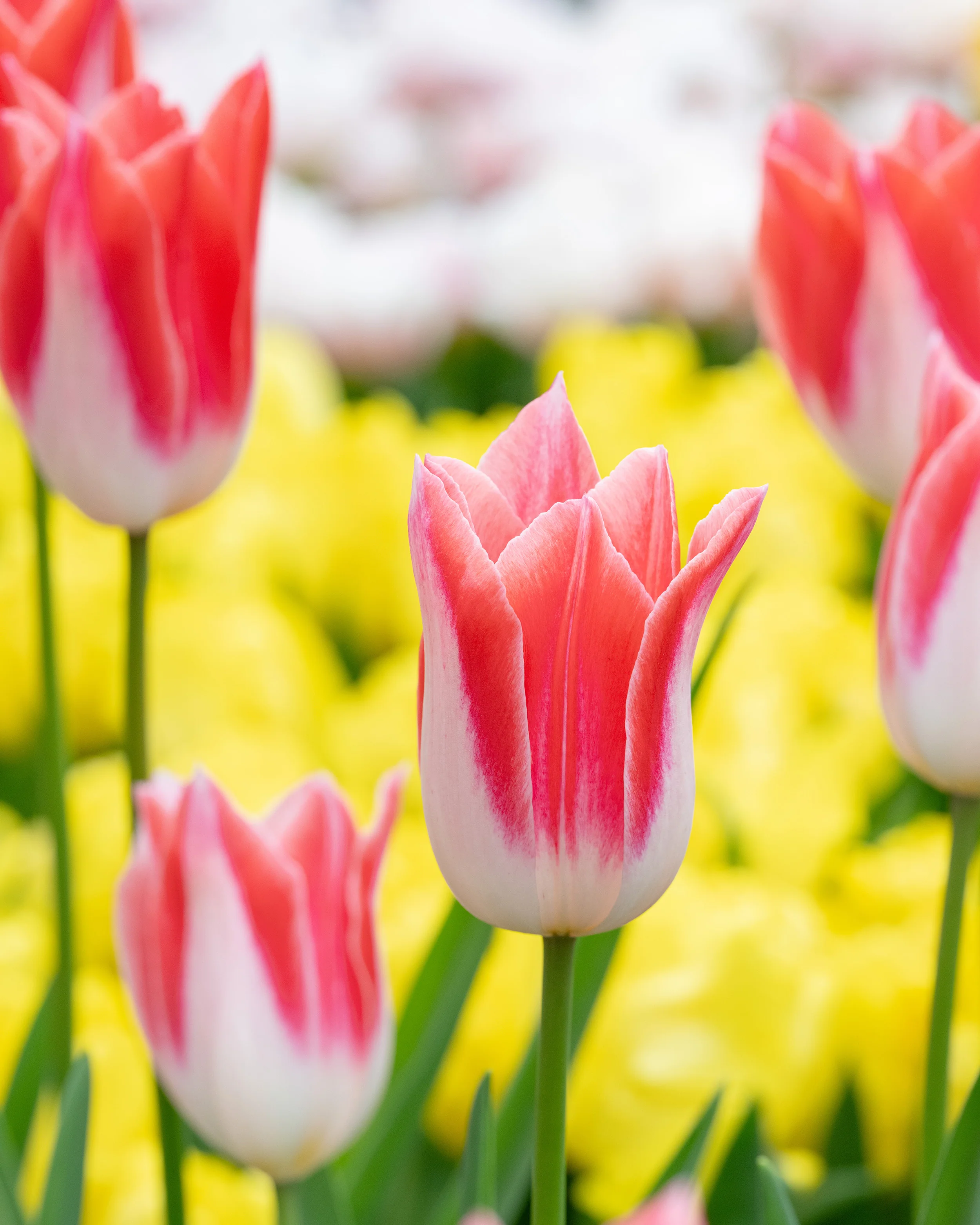Tulip 'Strawberry Romanoff' - Image 6