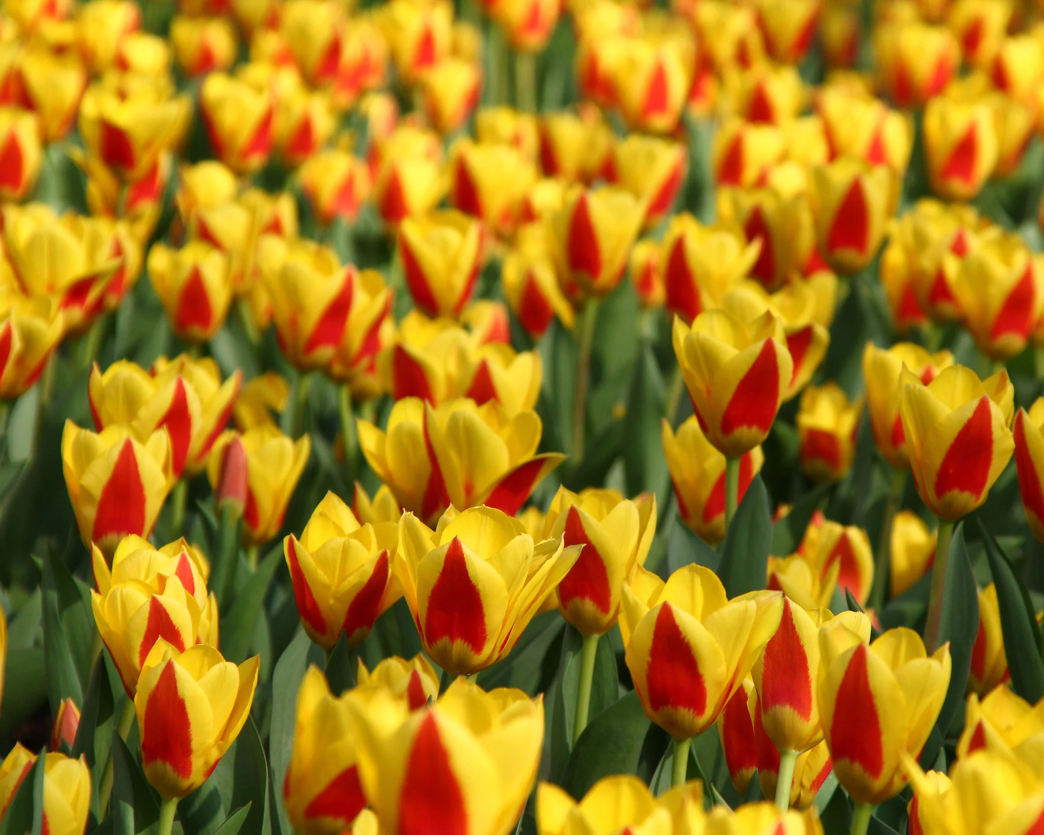 Tulip 'Stresa' - Image 10
