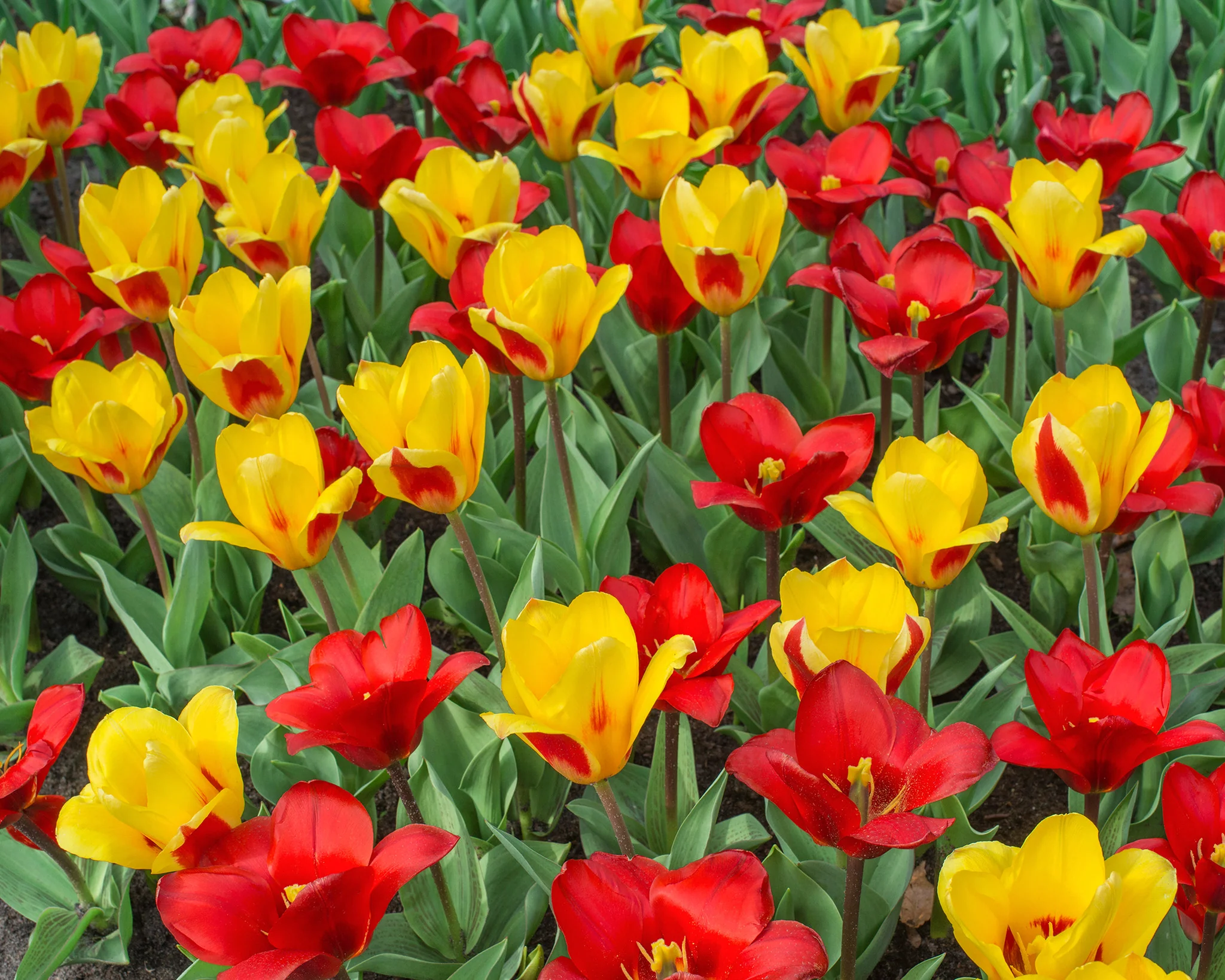 Tulip 'Stresa' - Image 6