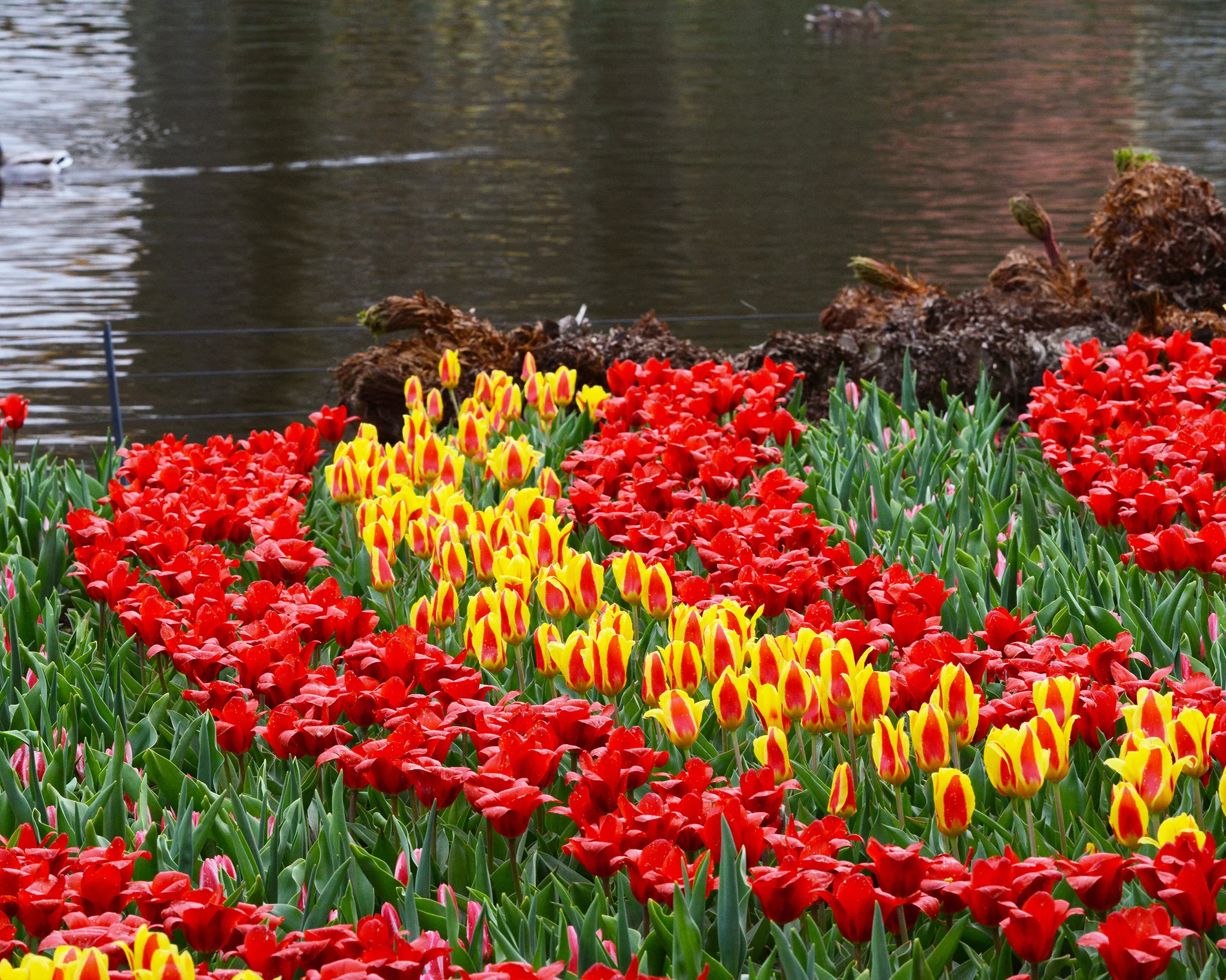 Tulip 'Stresa' - Image 7