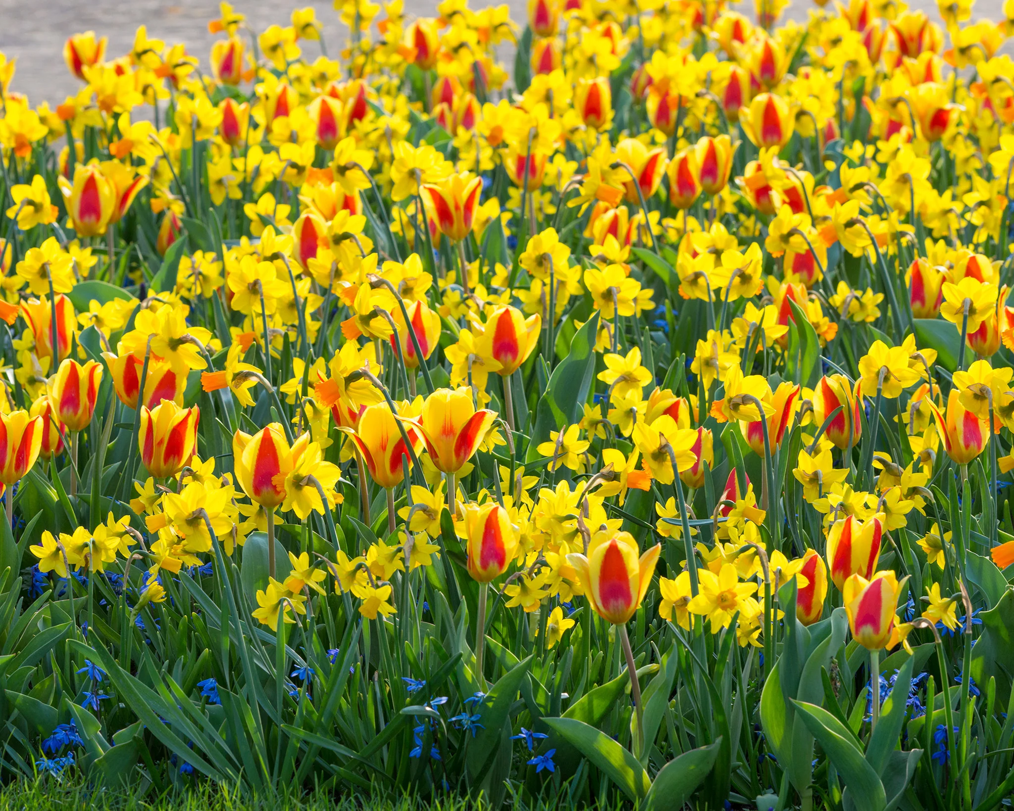 Tulip 'Stresa' - Image 8