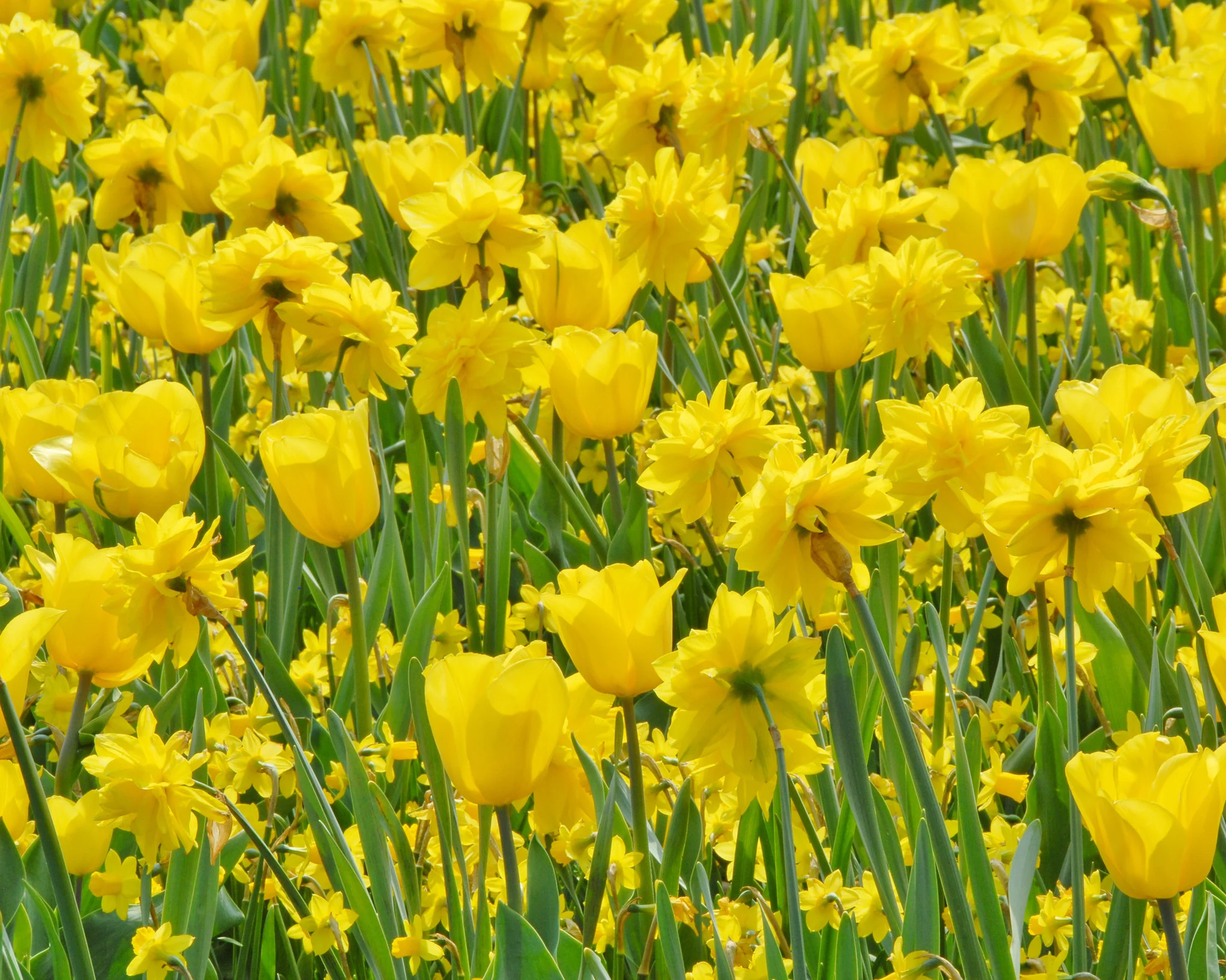 Tulip 'Strong Gold' - Image 3
