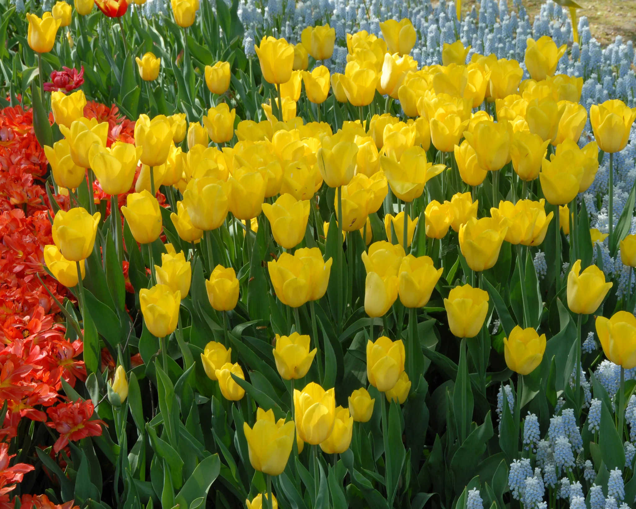 Tulip 'Strong Gold' - Image 4