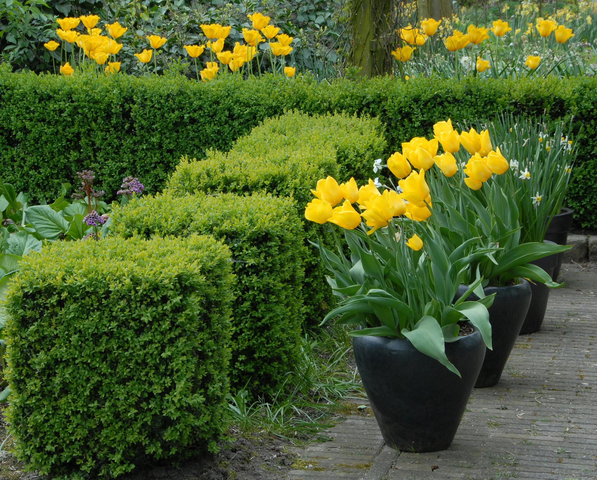 Tulip 'Strong Gold' - Image 5