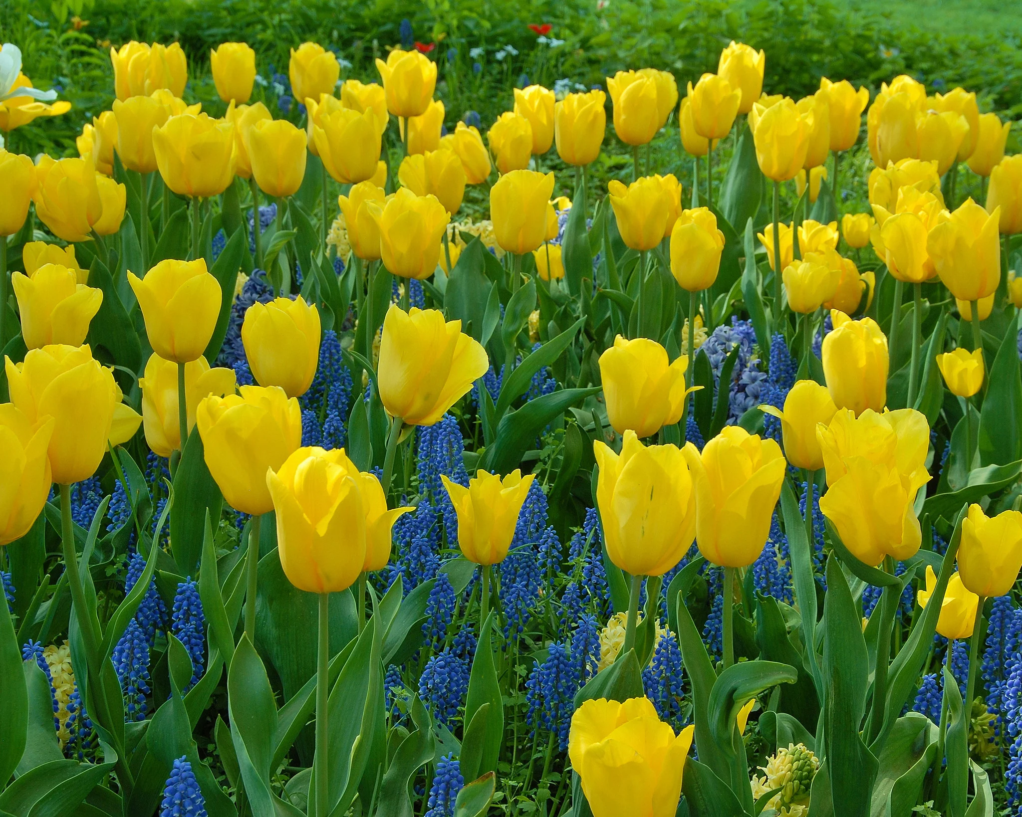 Tulip 'Strong Gold' - Image 7