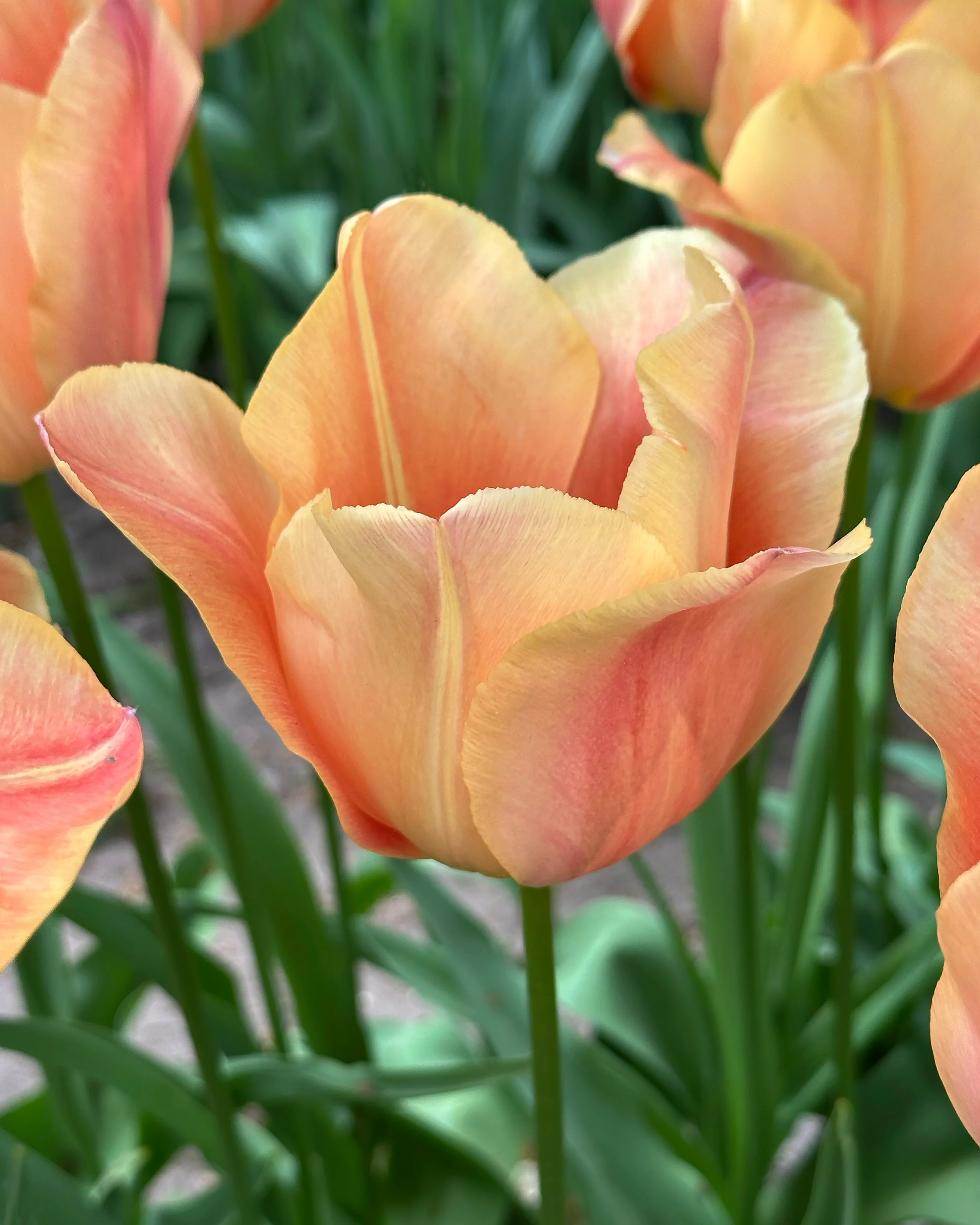 Tulip 'Stunning Beauty' - Image 3