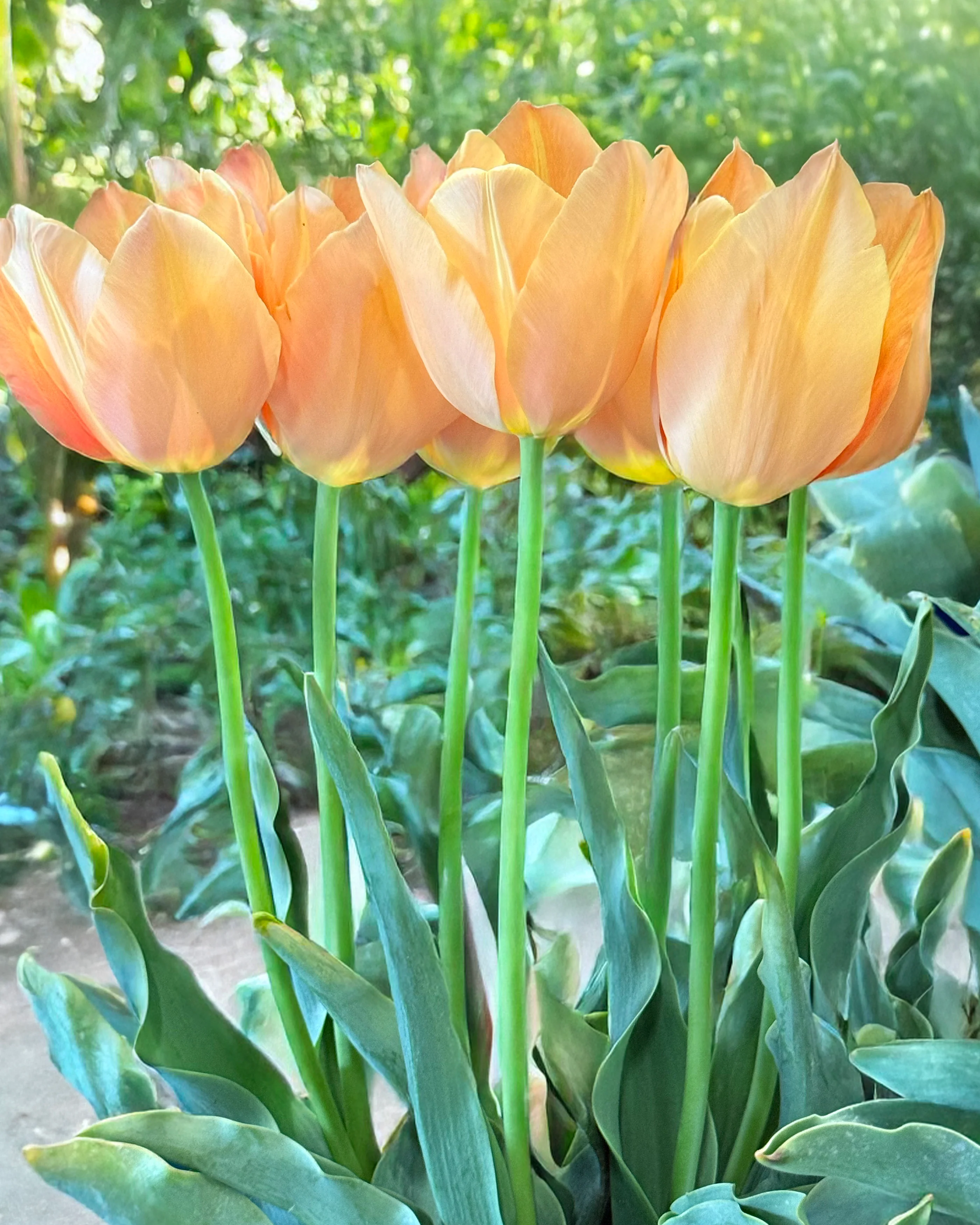 Tulip 'Stunning Beauty' - Image 6