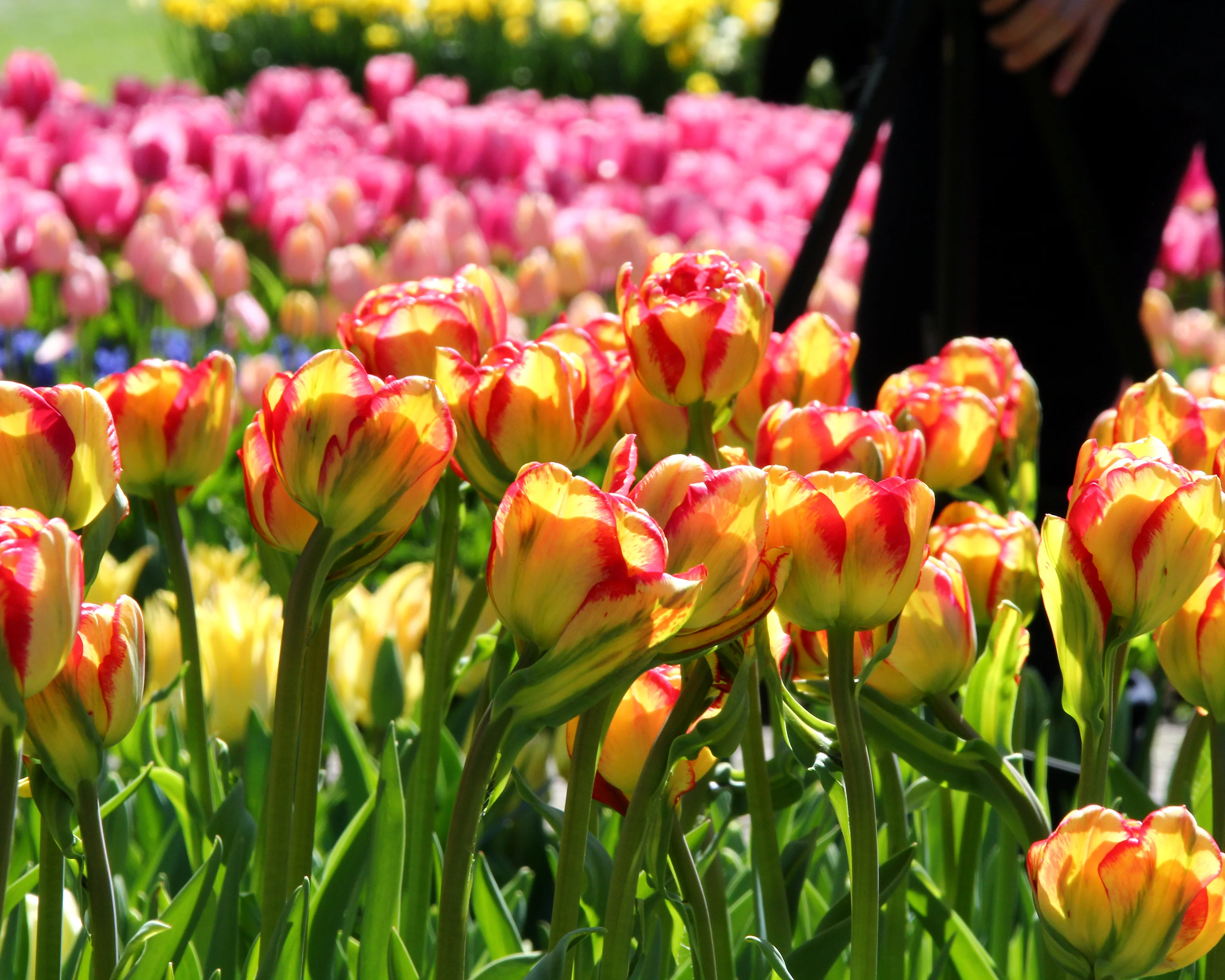 Tulip 'Sundowner' - Image 3