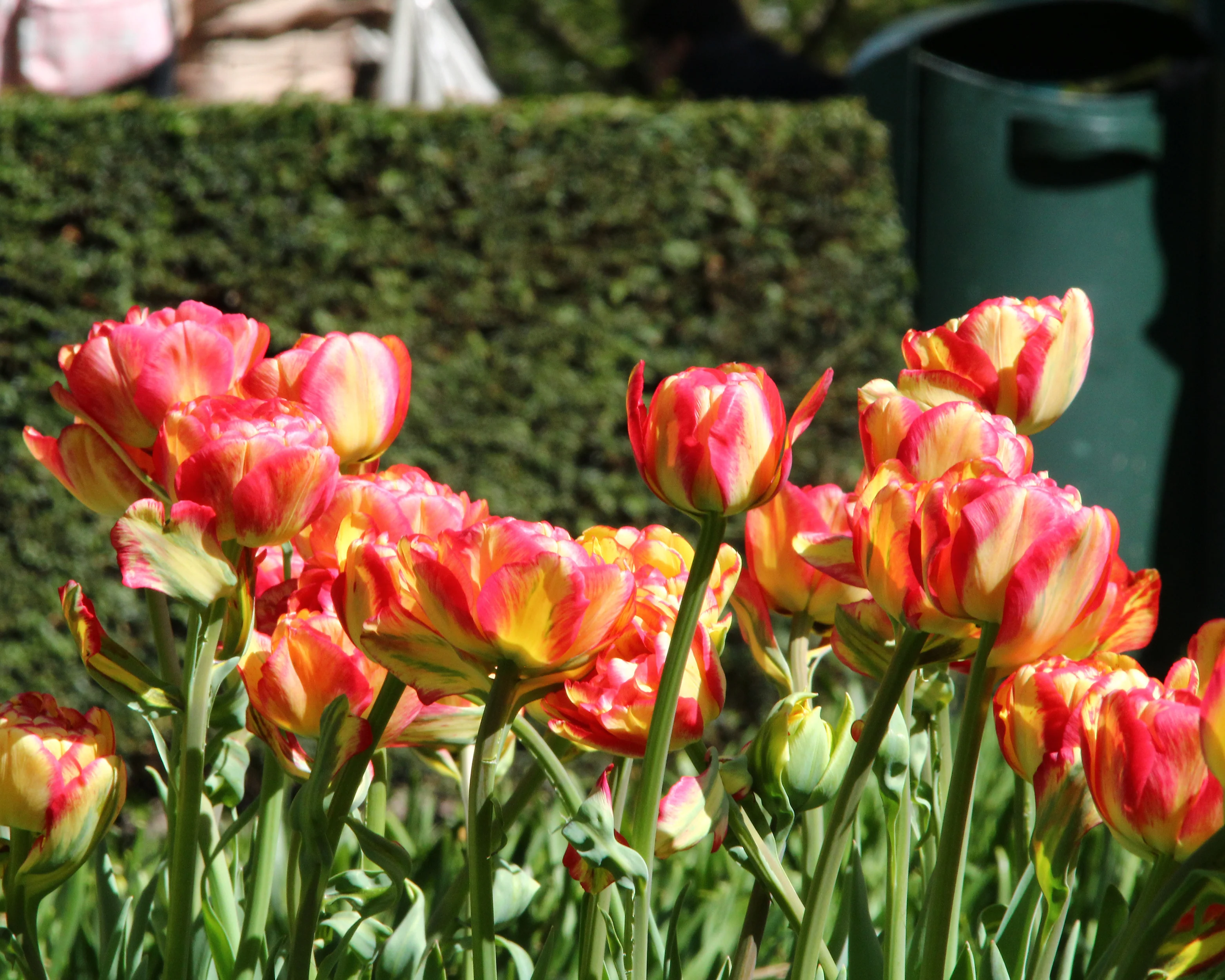 Tulip 'Sundowner' - Image 4