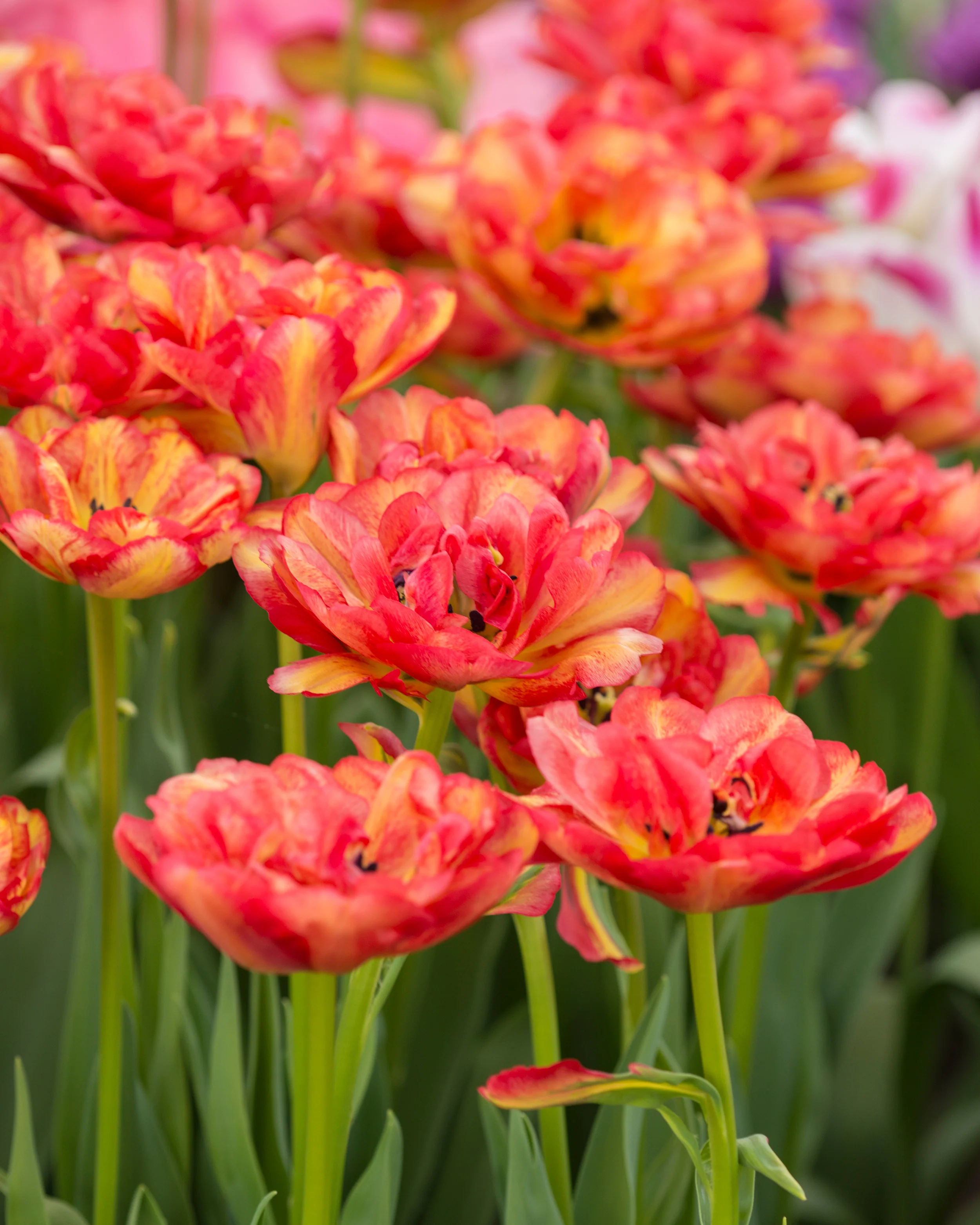 Tulip 'Sundowner' - Image 7