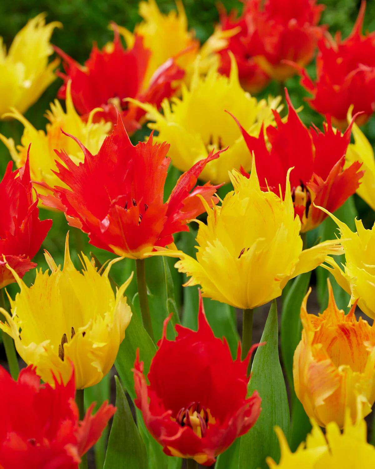Tulip 'Sunny Leo' - Image 11