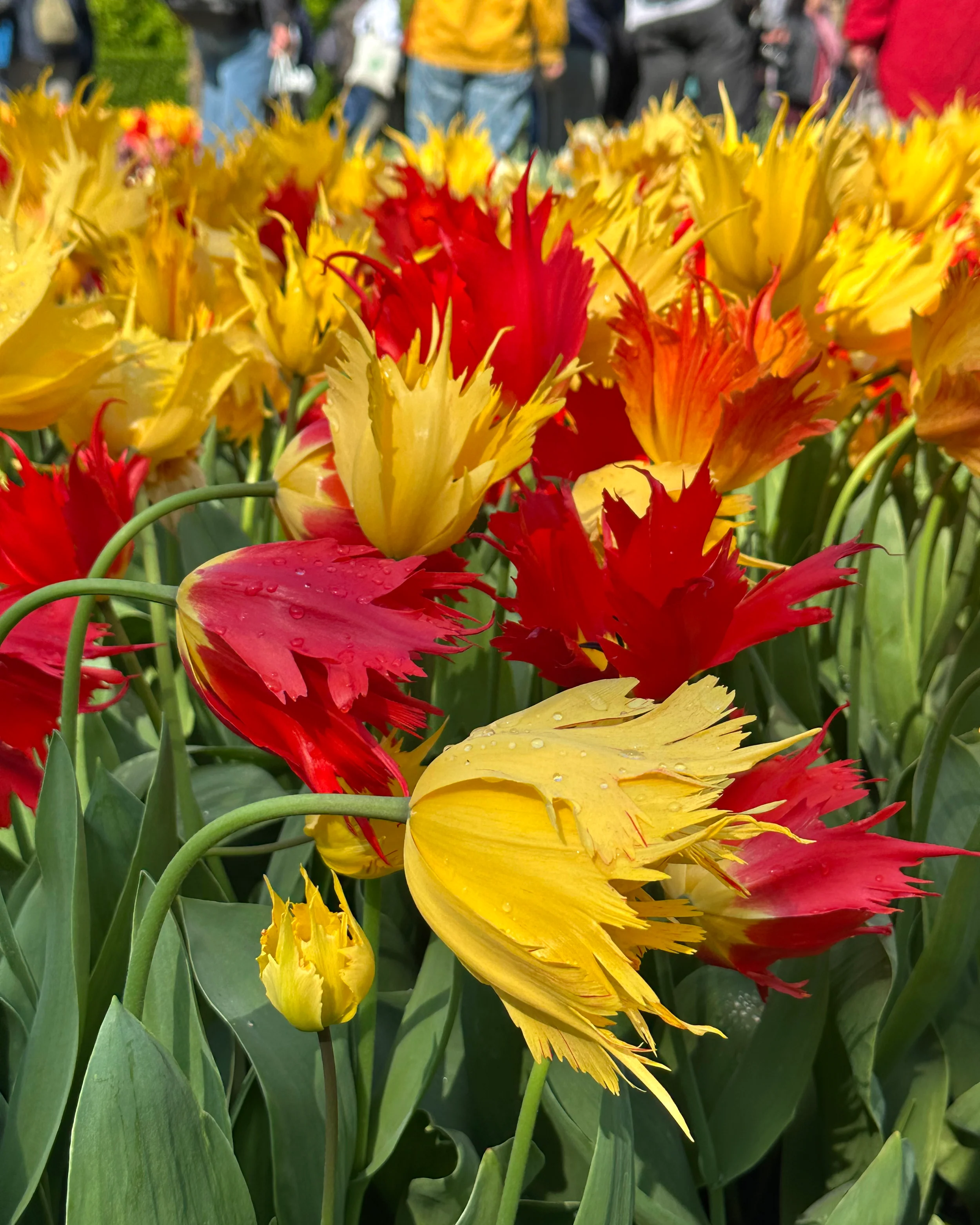 Tulip 'Robbedoes' - Image 5