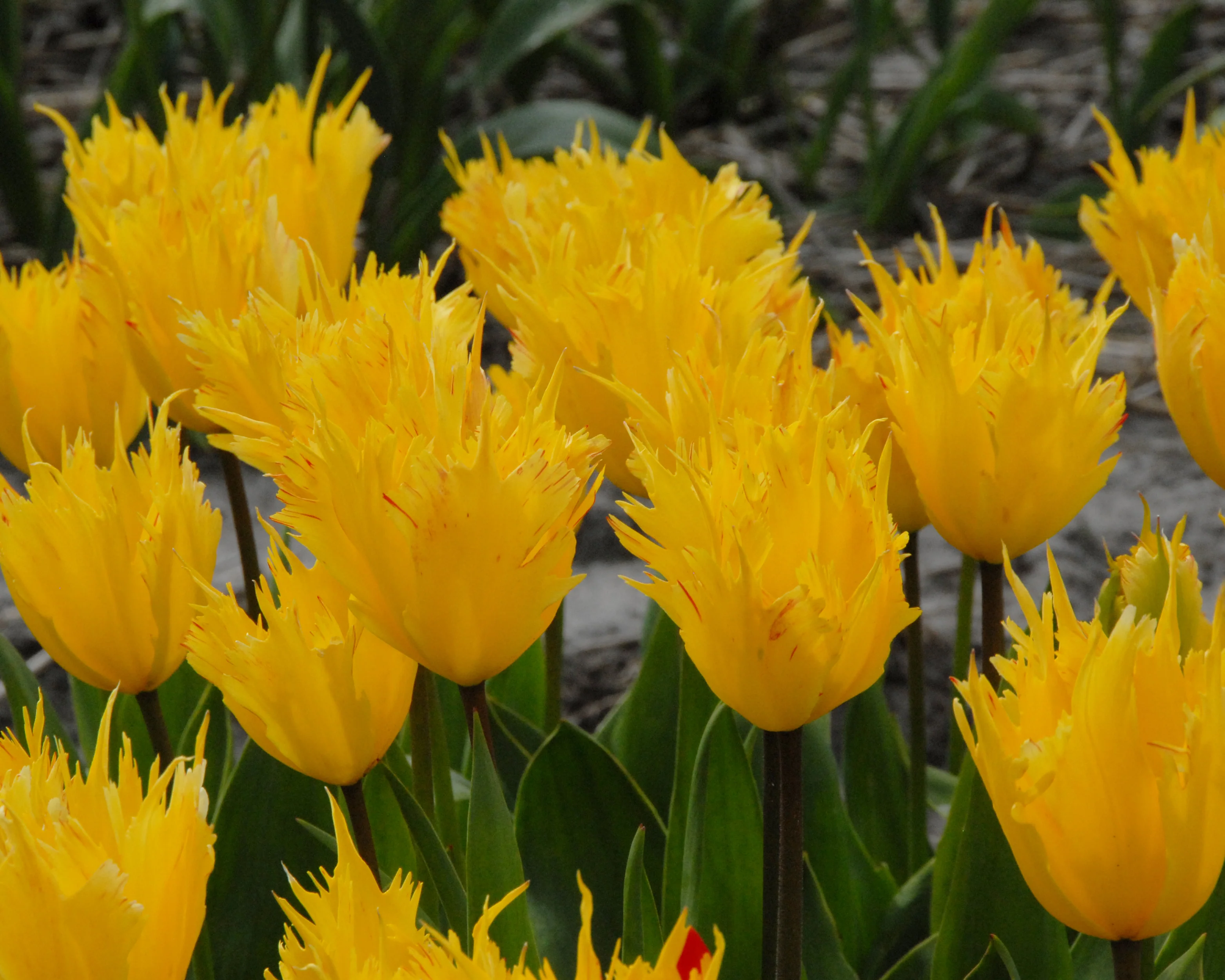 Tulip 'Sunny Leo' - Image 5