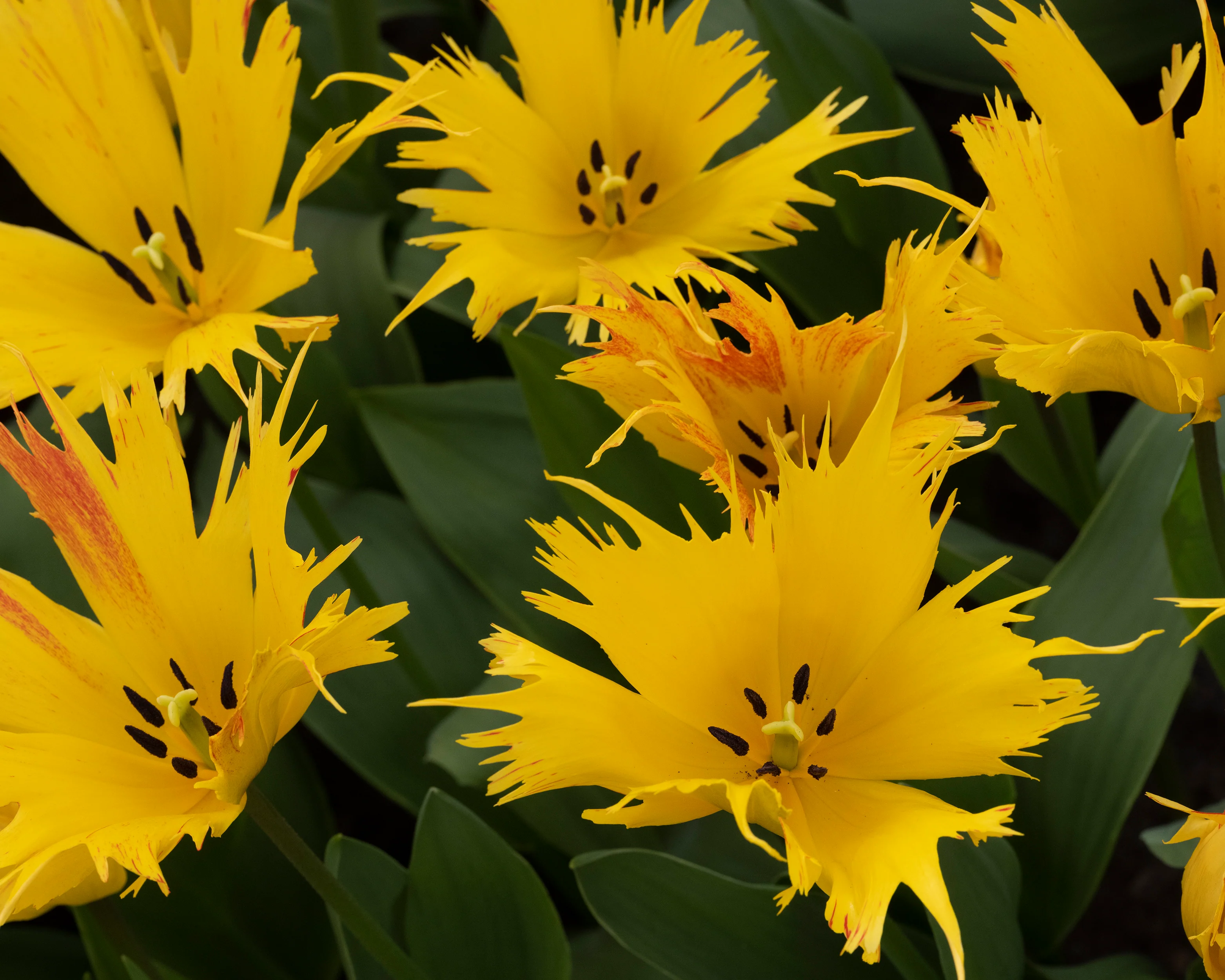Tulip 'Sunny Leo' - Image 9