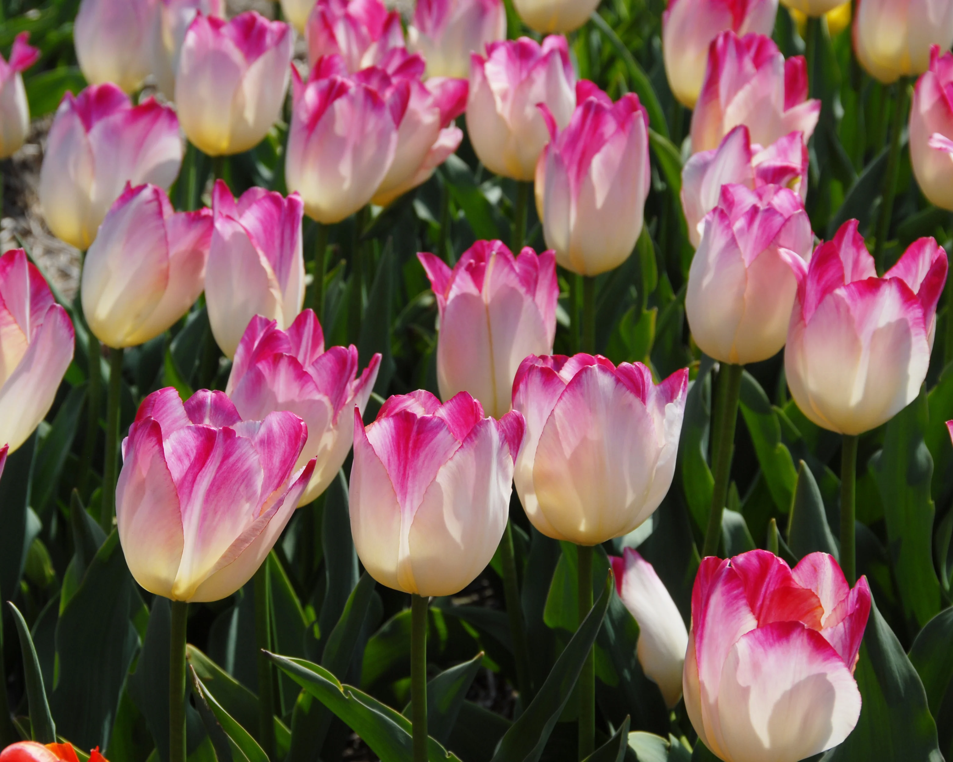 Tulip 'Supri Erotic' - Image 4