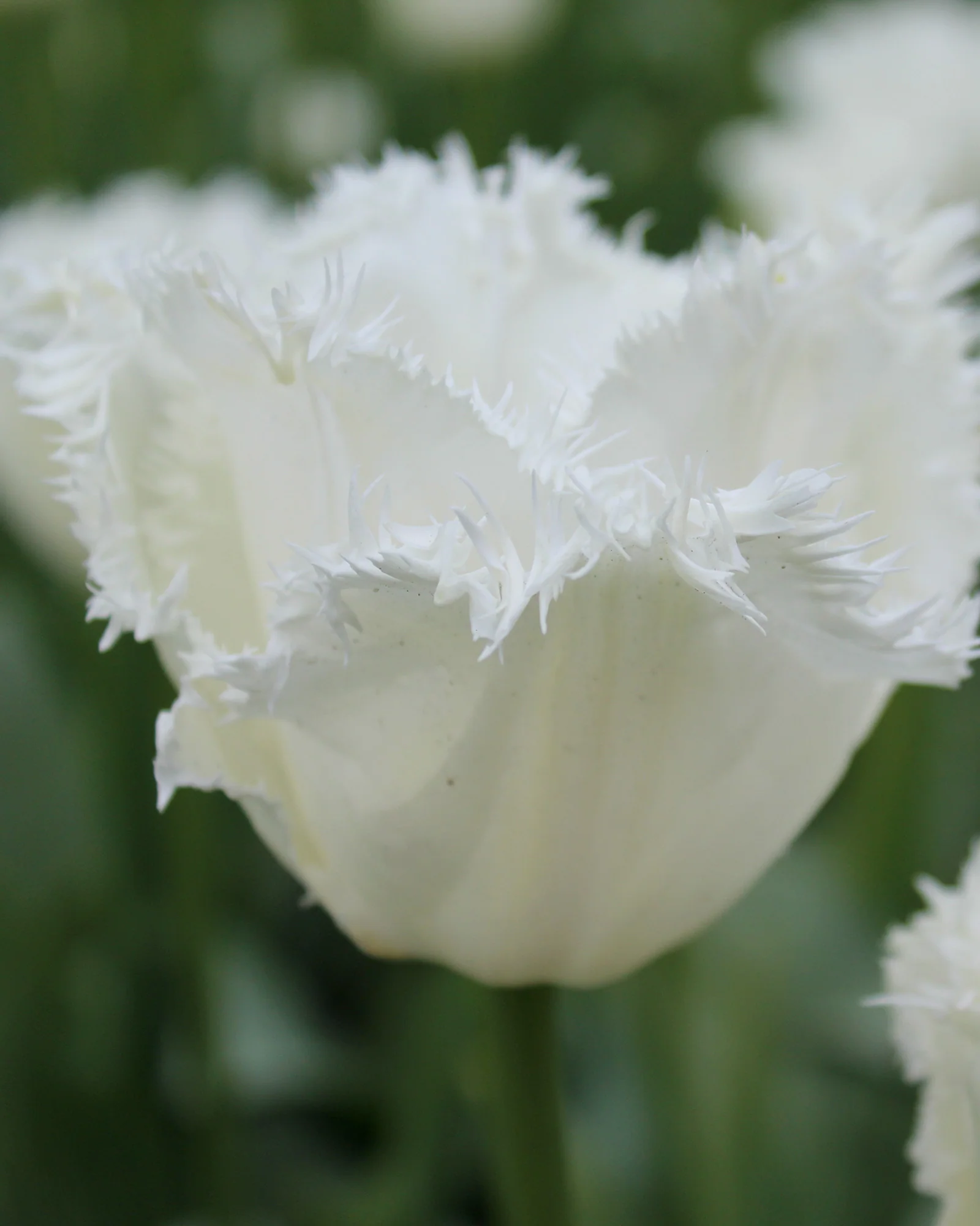 Tulip 'Swan Wings' - Image 4
