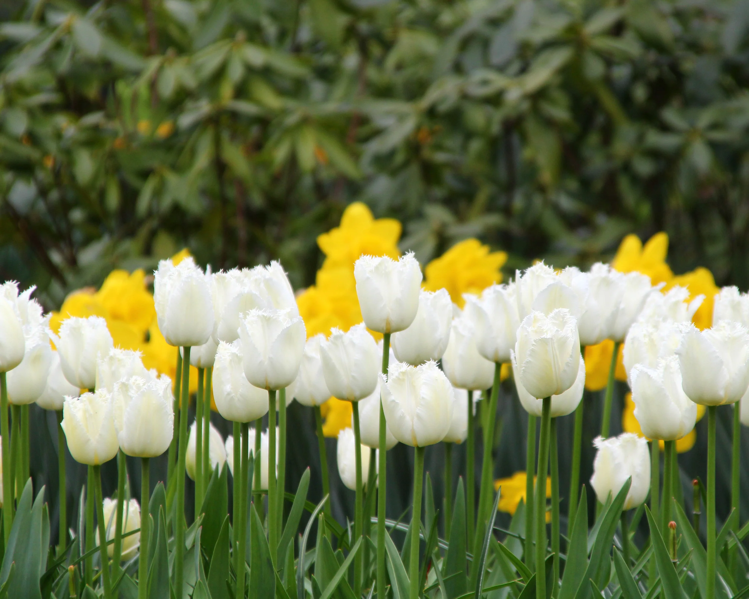 Tulip 'Swan Wings' - Image 7