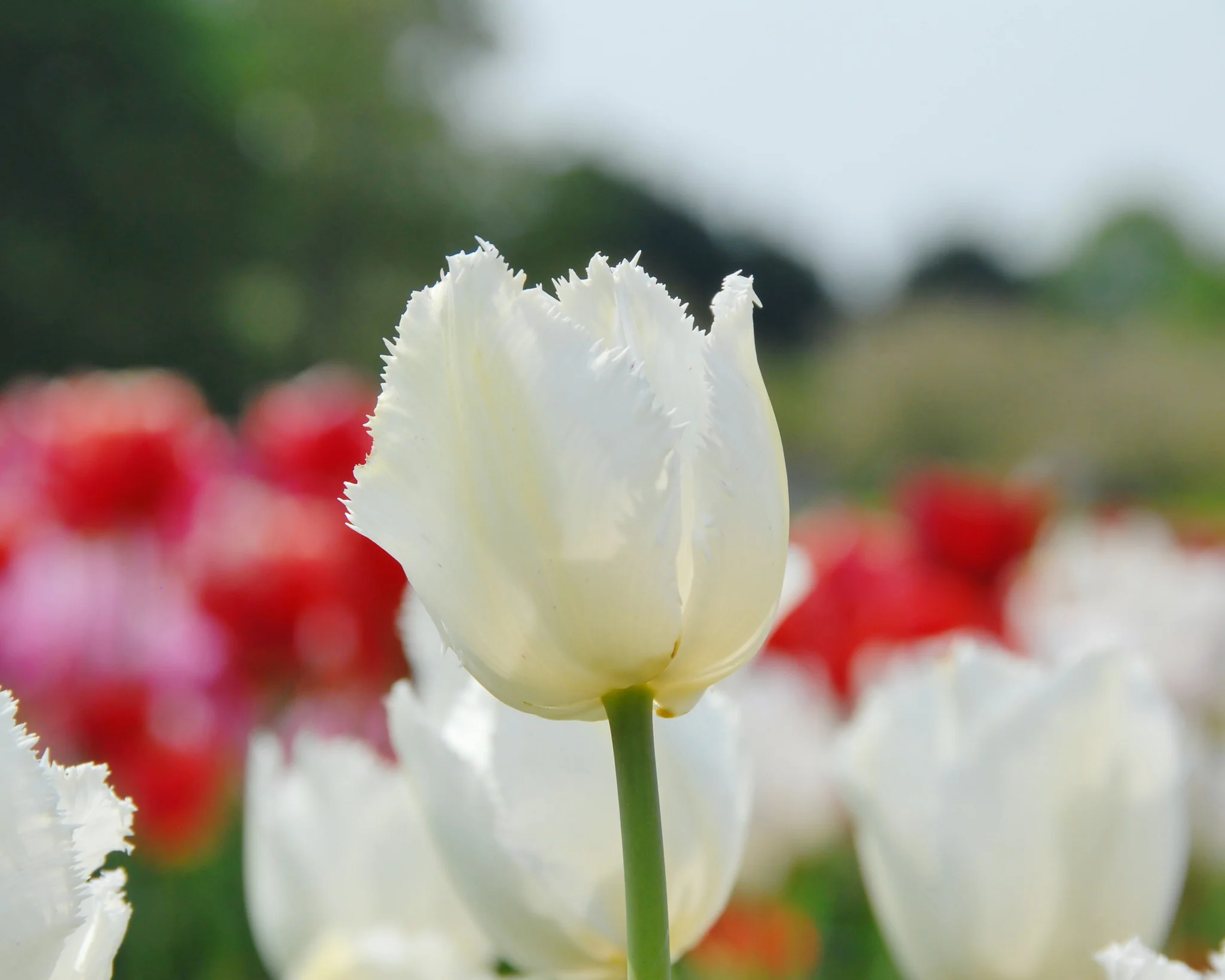 Tulip 'Swan Wings' - Image 8
