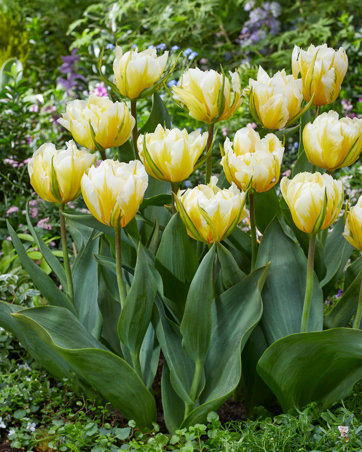 Tulip 'Sweet Valley' - Image 4