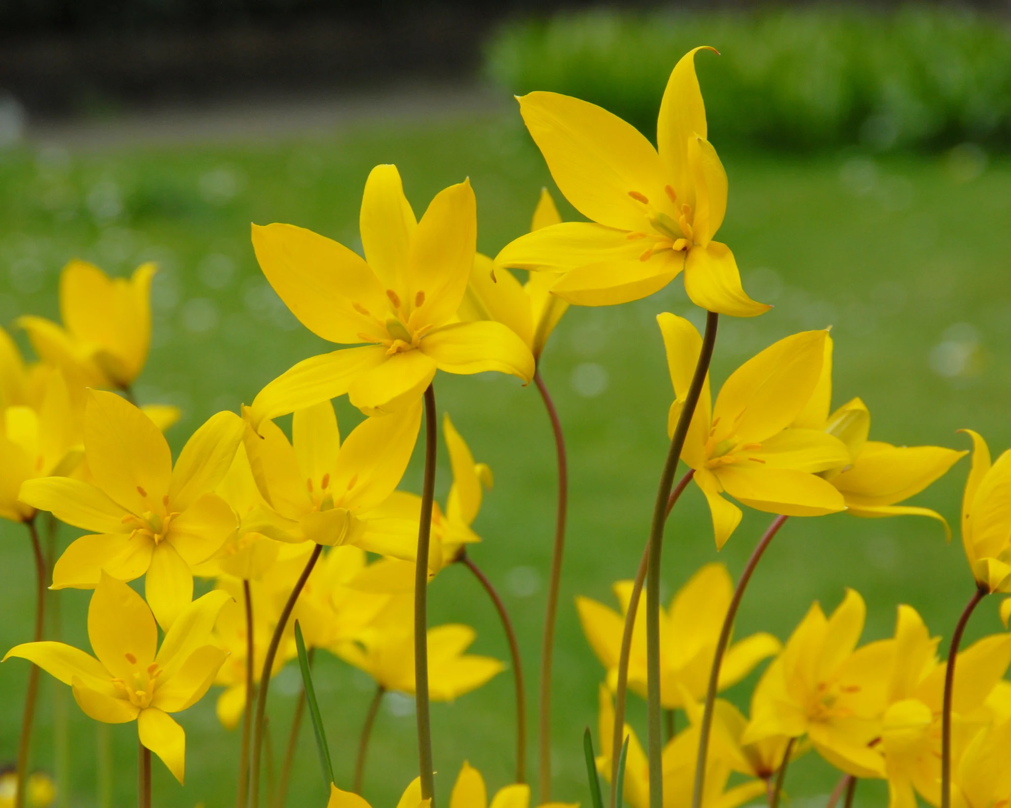 Tulip sylvestris - Image 6