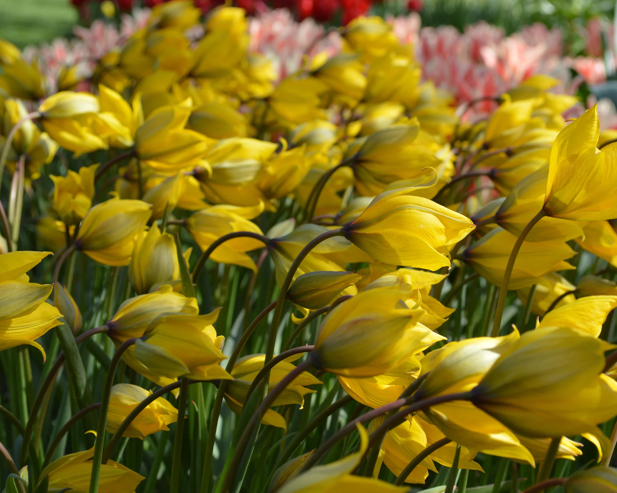 Tulip sylvestris - Image 8