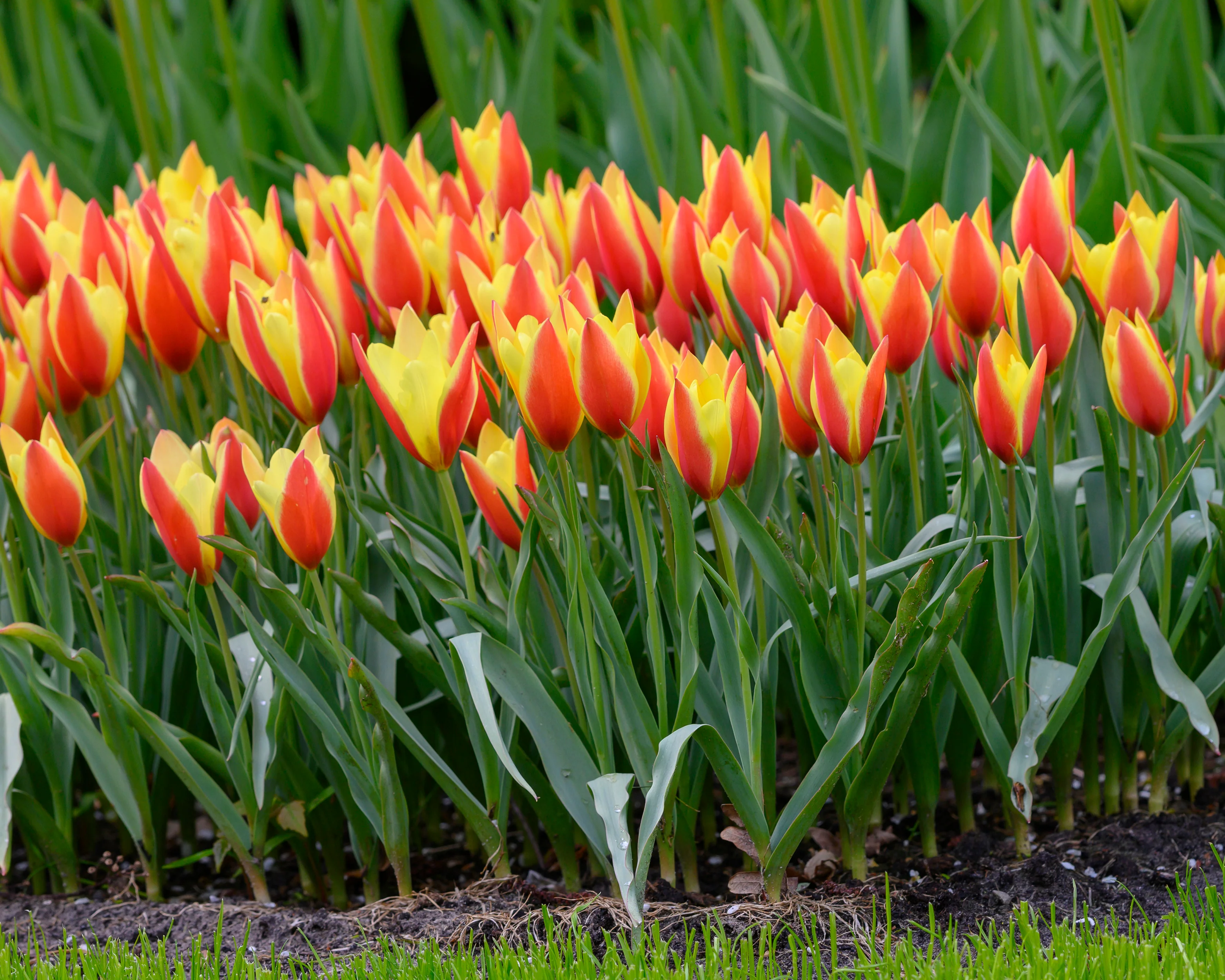 Tulip 'Taco' - Image 6