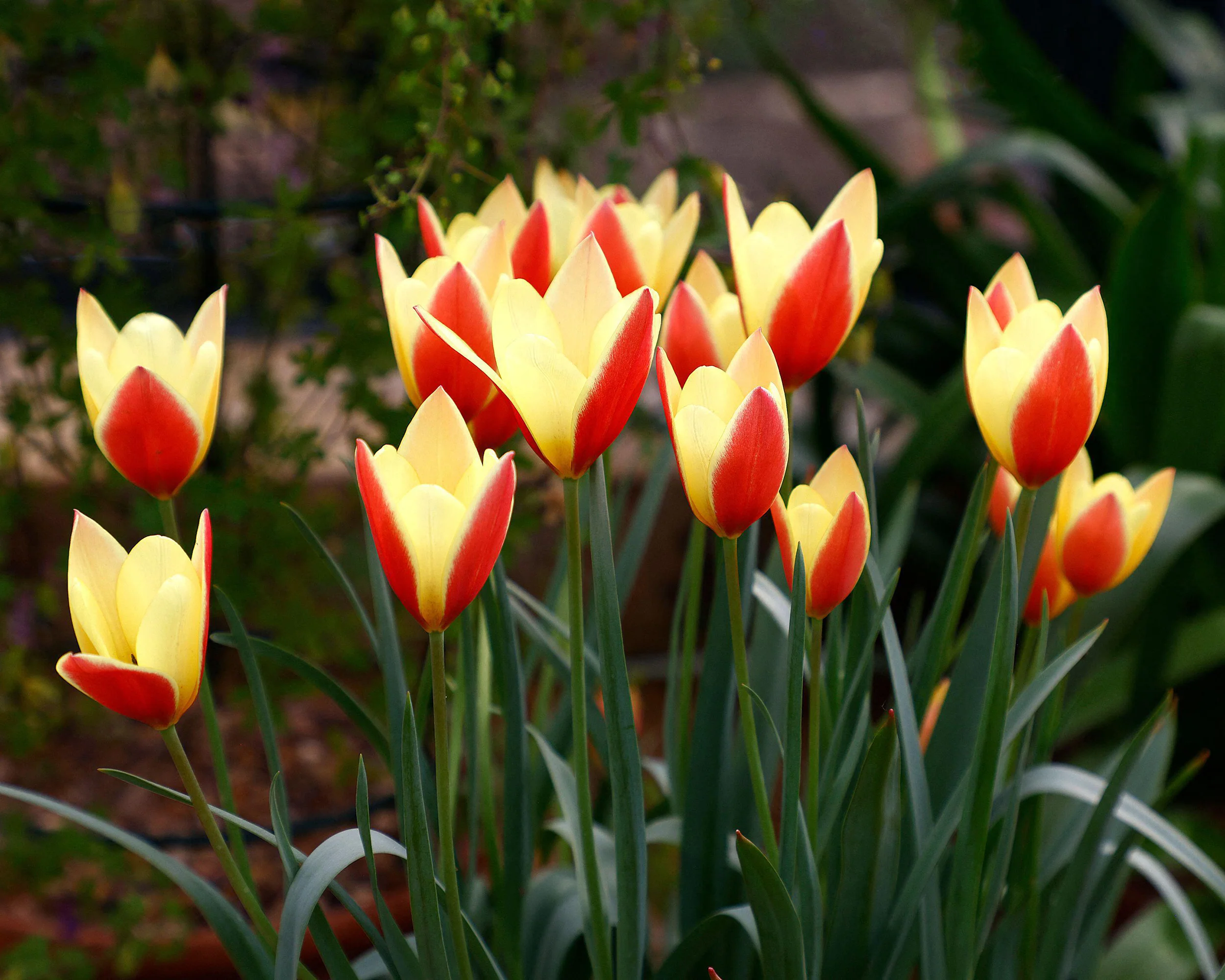 Tulip 'Taco' - Image 8