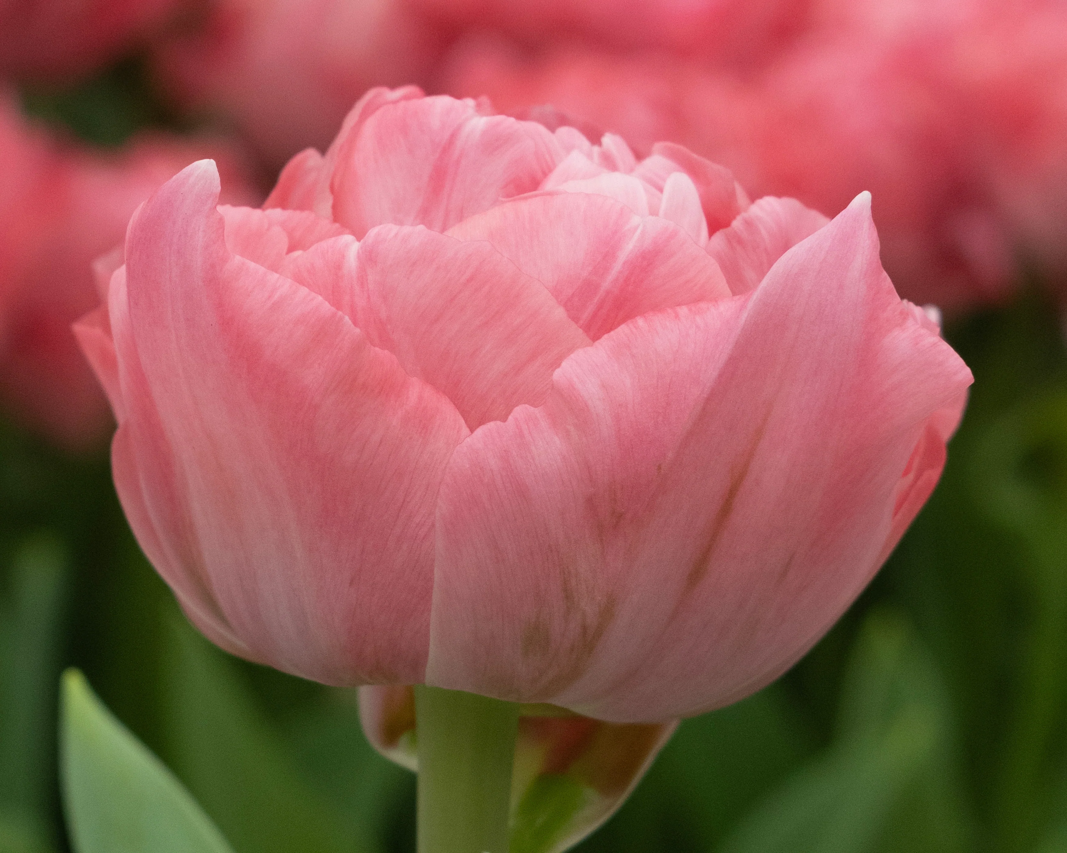 Tulip 'Taiwan' - Image 4
