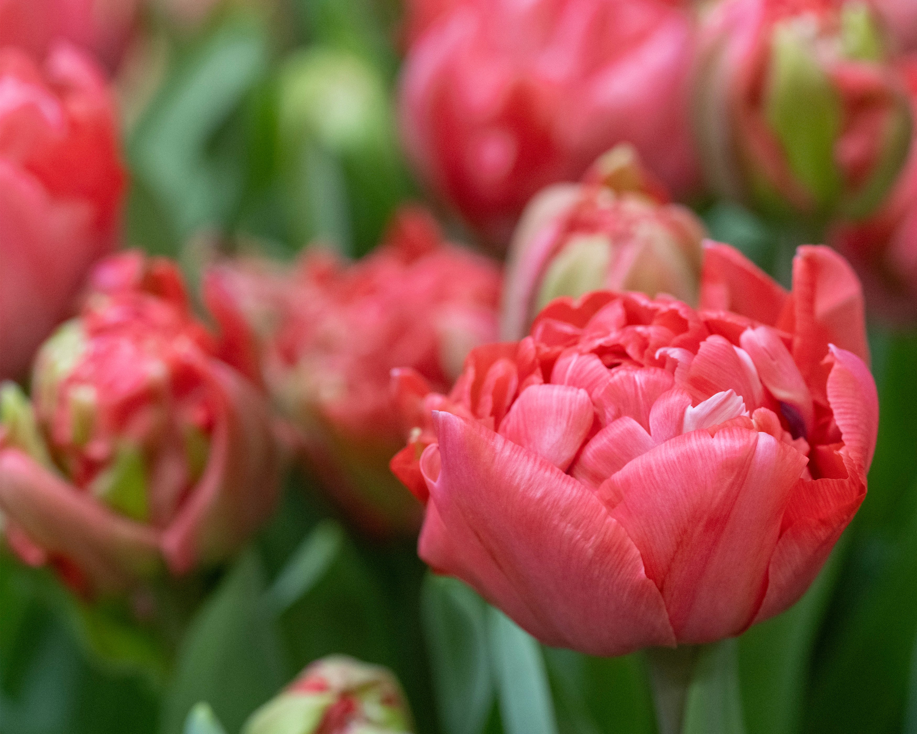 Tulip 'Taiwan' - Image 5