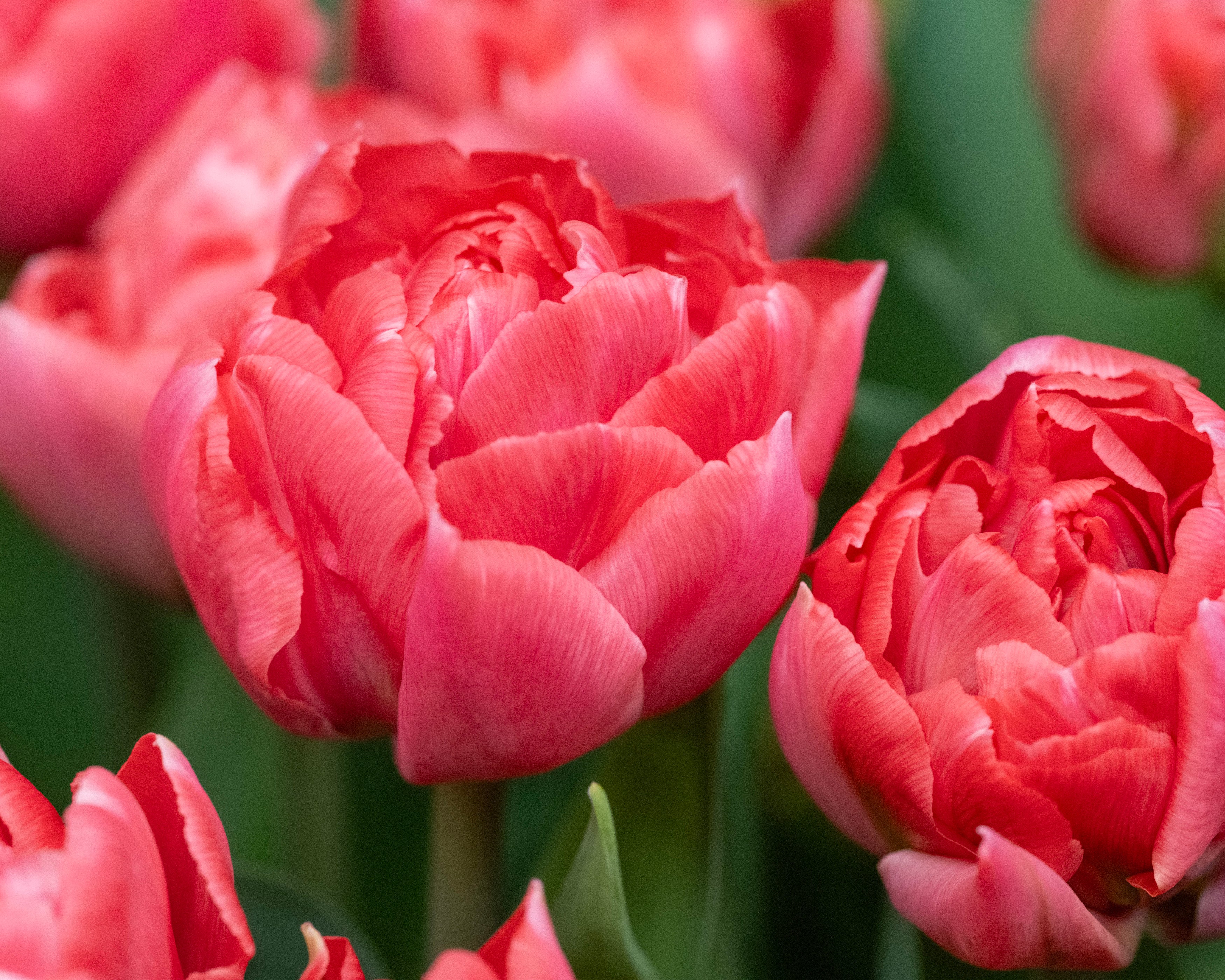 Tulip 'Taiwan' - Image 6
