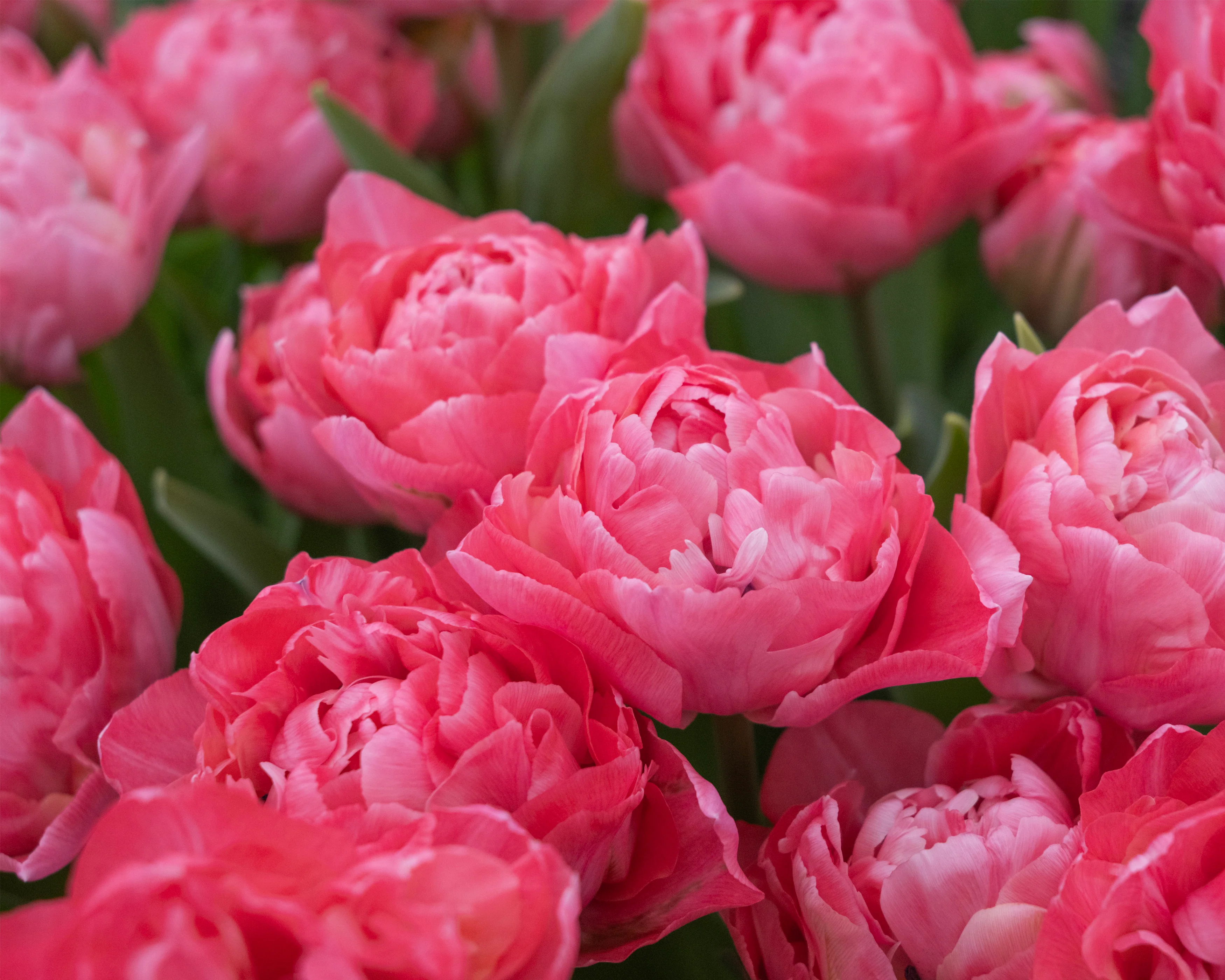 Tulip 'Taiwan' - Image 7