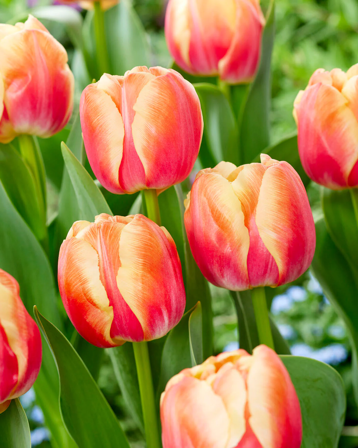 Tulip 'Tasmania' - Image 2