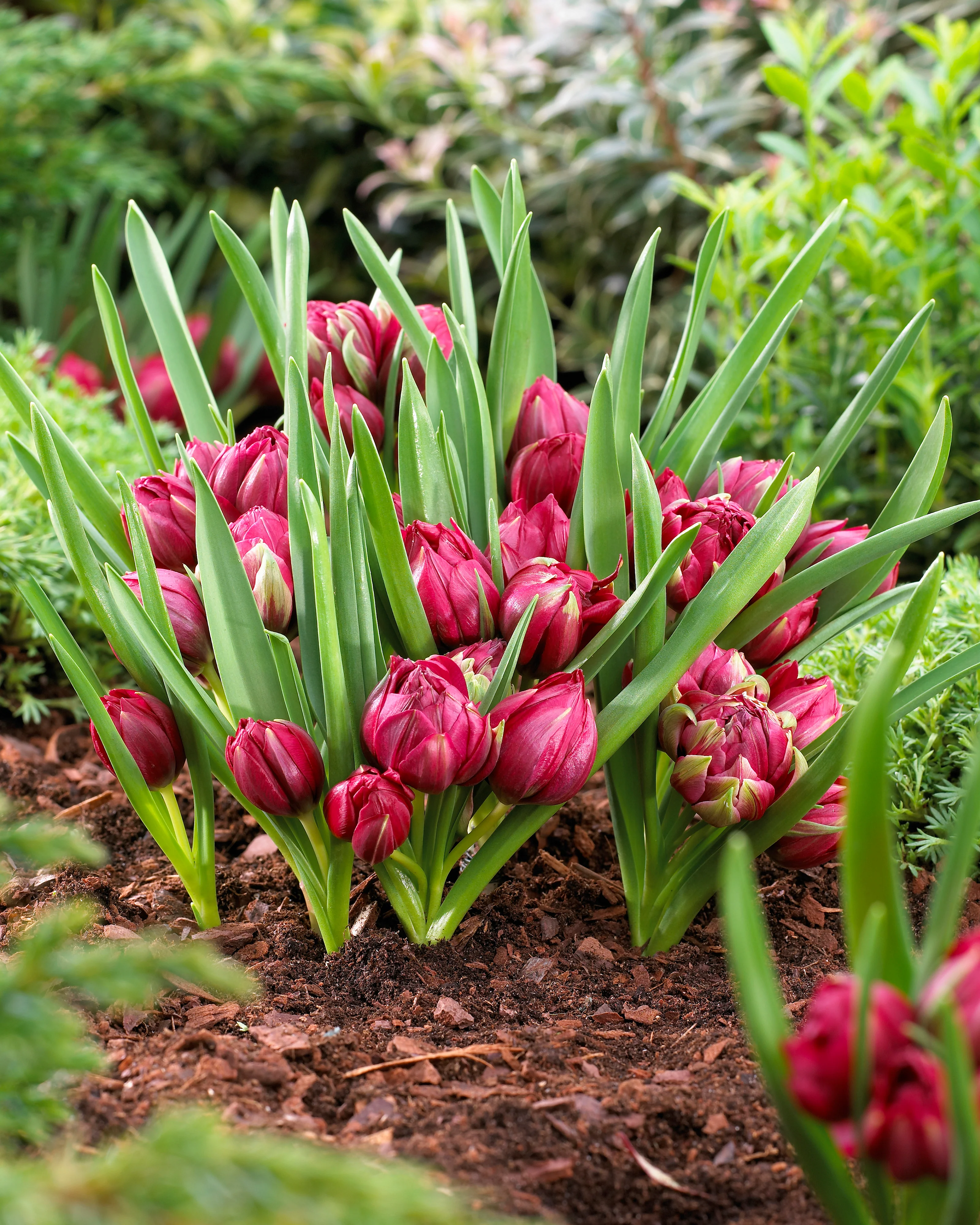 Tulip 'Tête-a-Tête' - Image 2