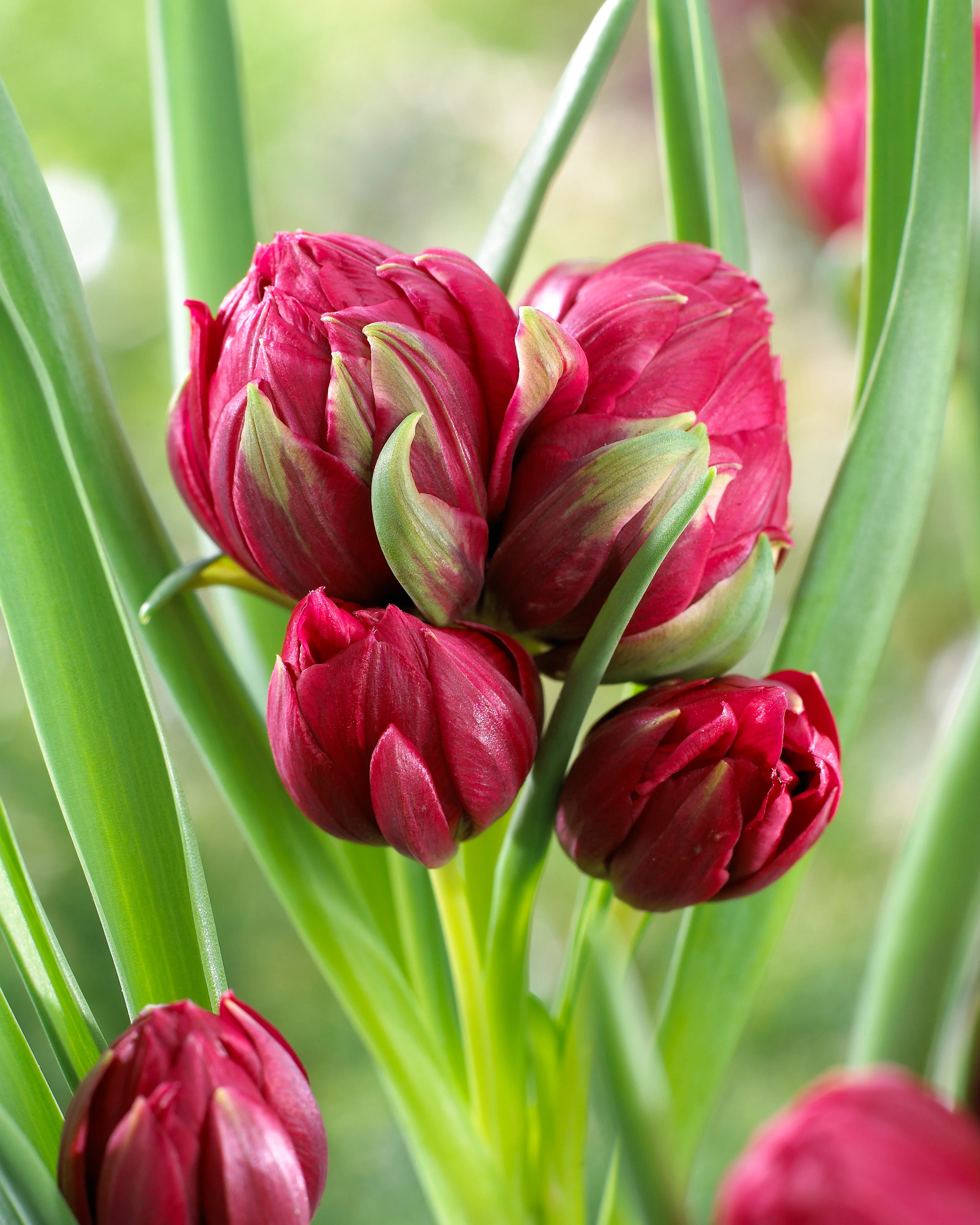 Tulip 'Tête-a-Tête' - Image 3
