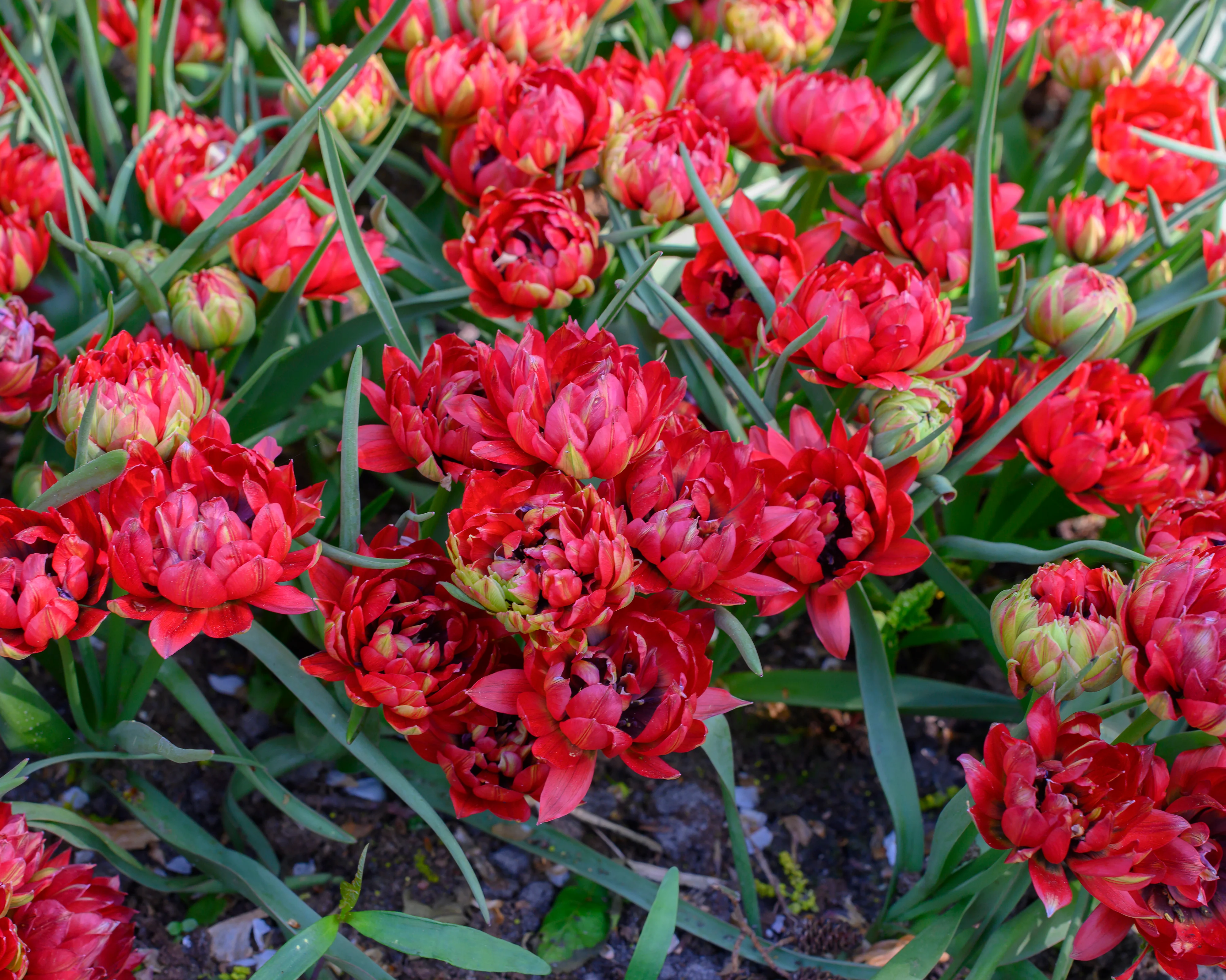 Tulip 'Tête-a-Tête' - Image 4