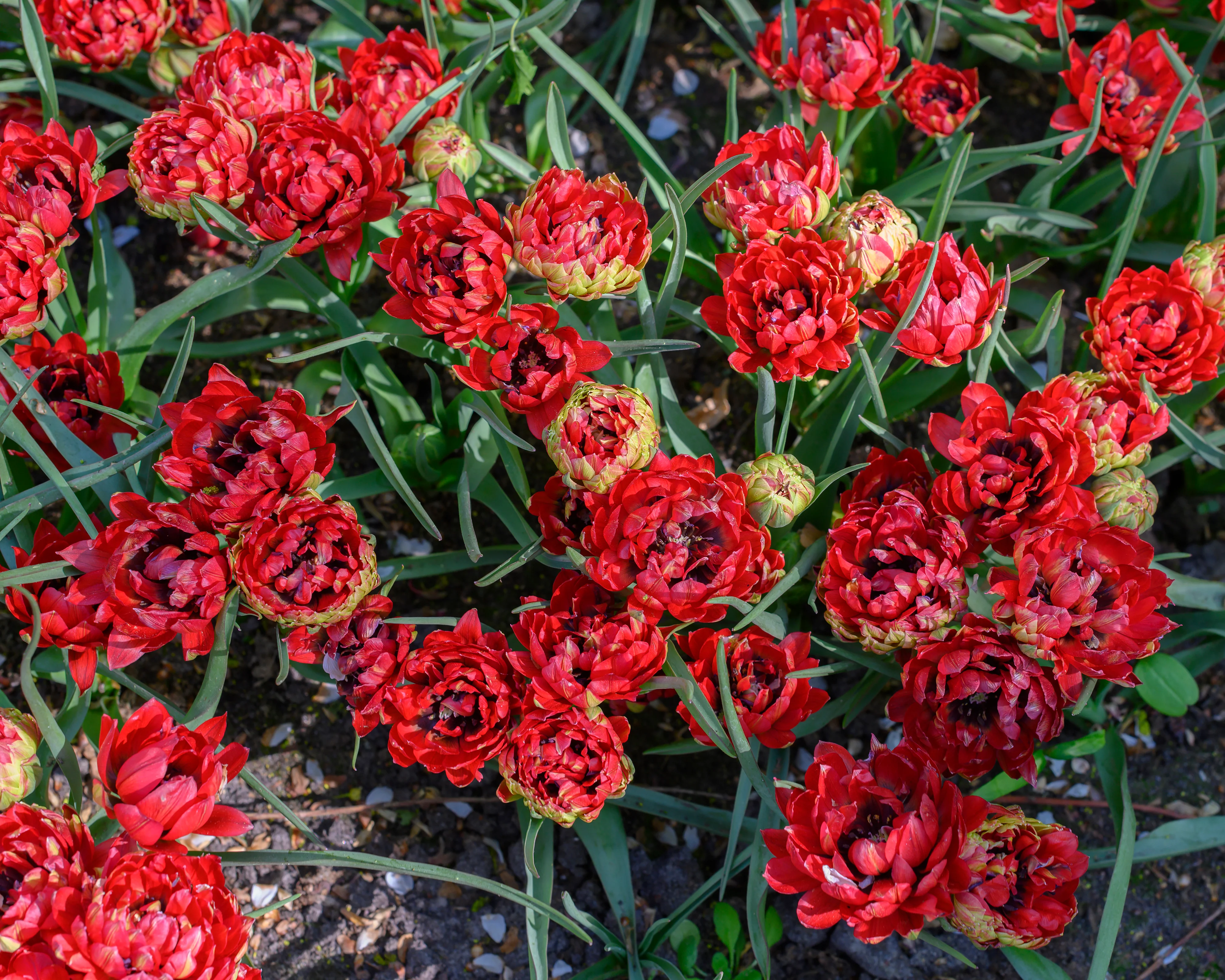 Tulip 'Tête-a-Tête' - Image 5