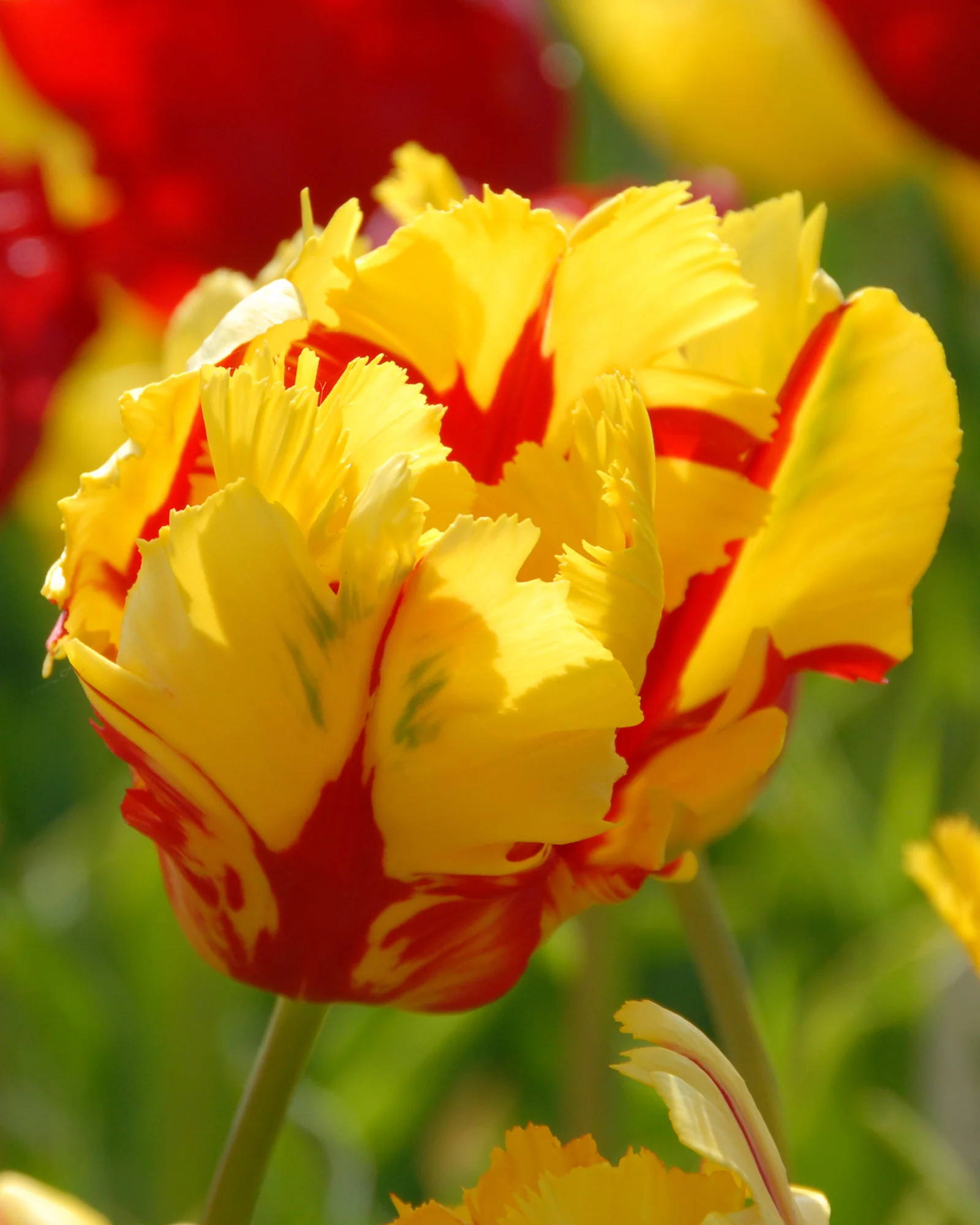 Tulip 'Texas Flame'