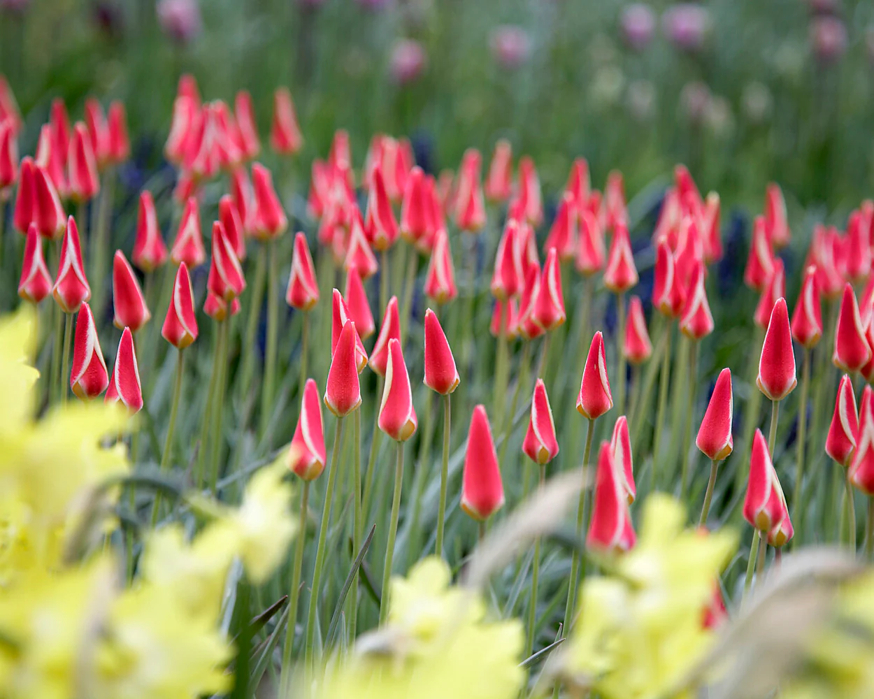 Tulip 'Tinka' - Image 11