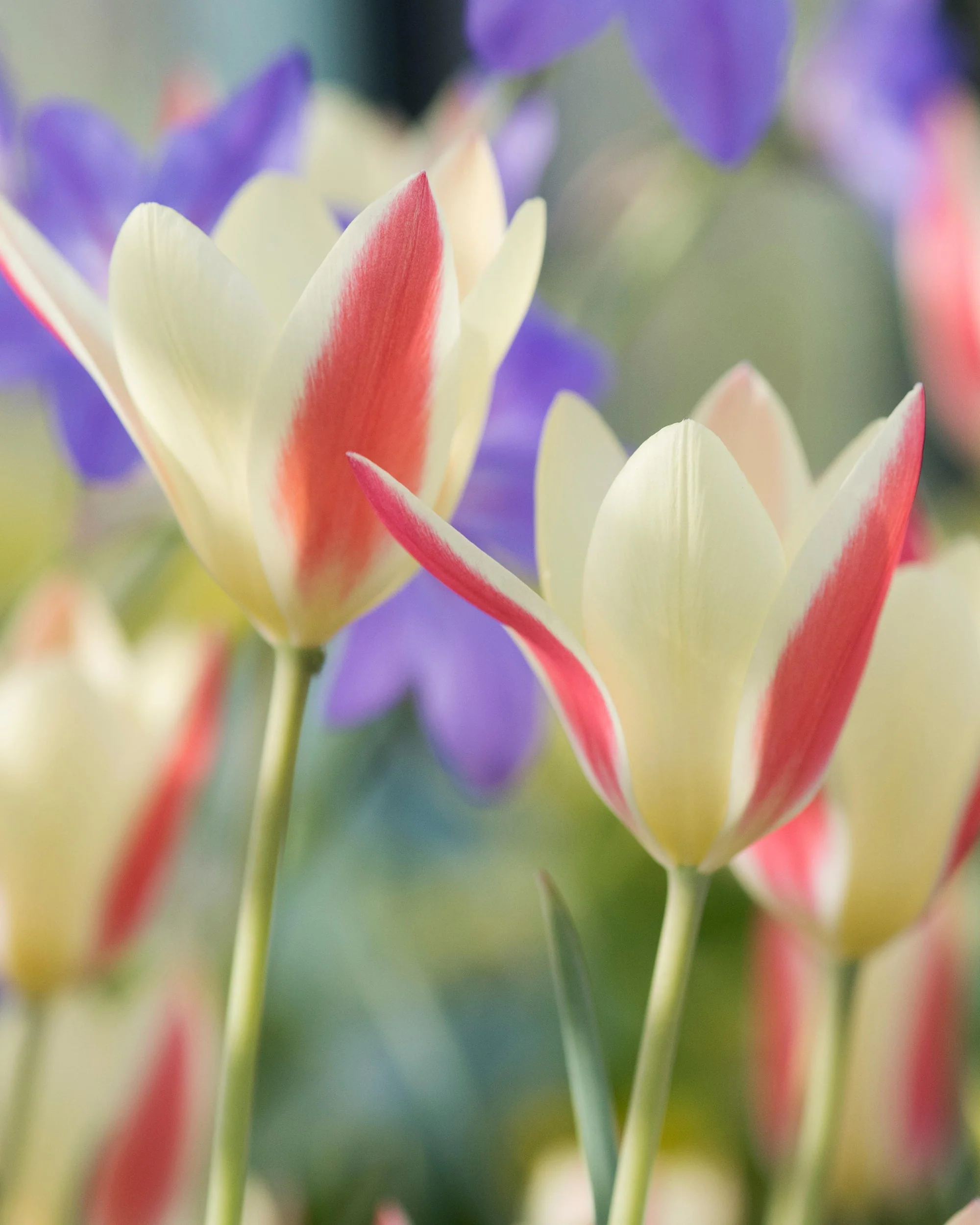 Tulip 'Tinka' - Image 12
