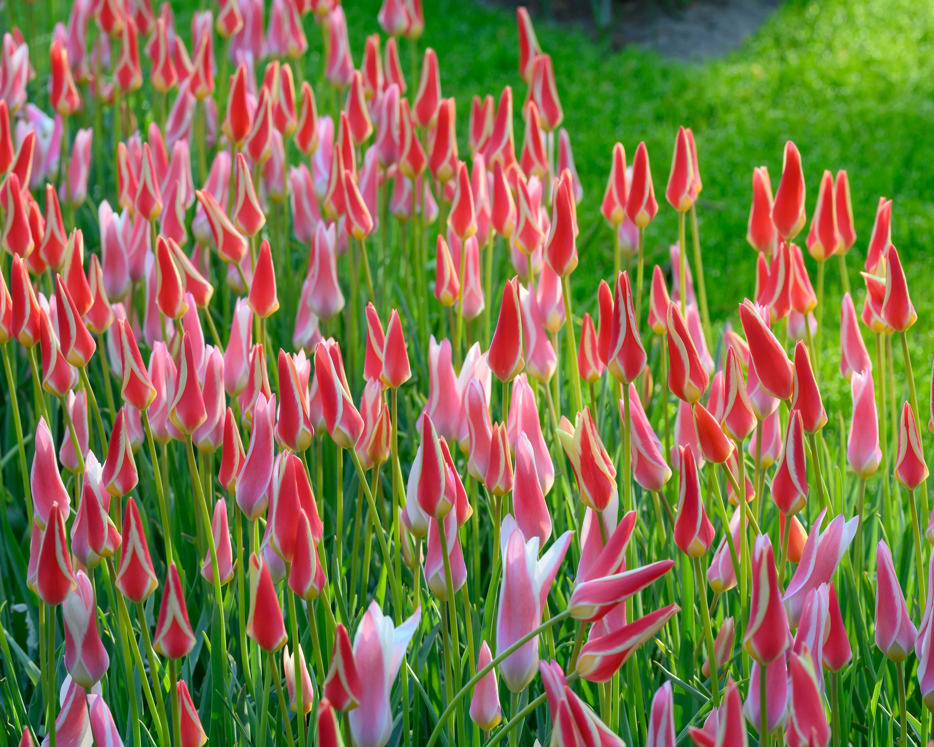 Tulip 'Tinka' - Image 3