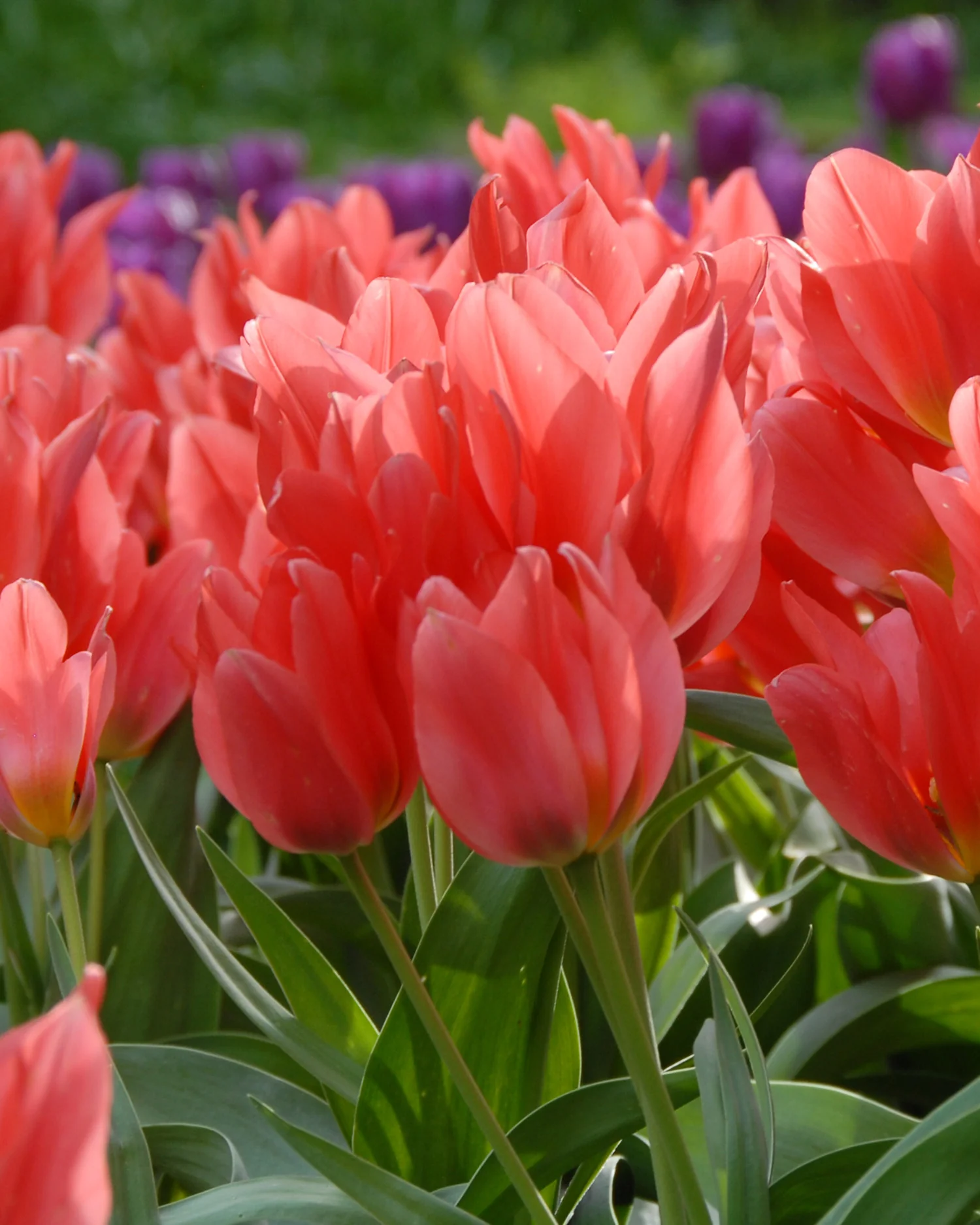 Tulip 'Toronto'