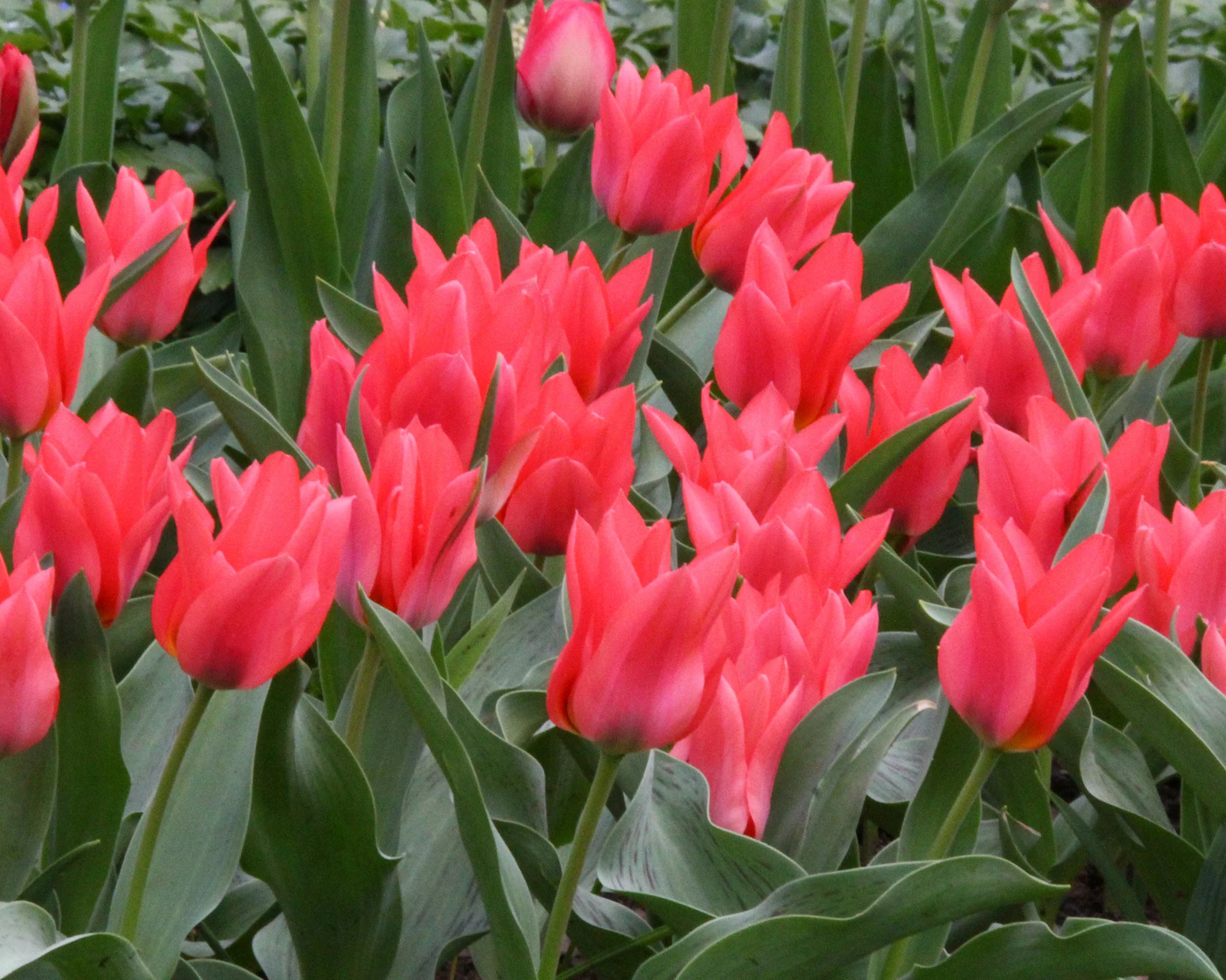 Tulip 'Toronto' - Image 2