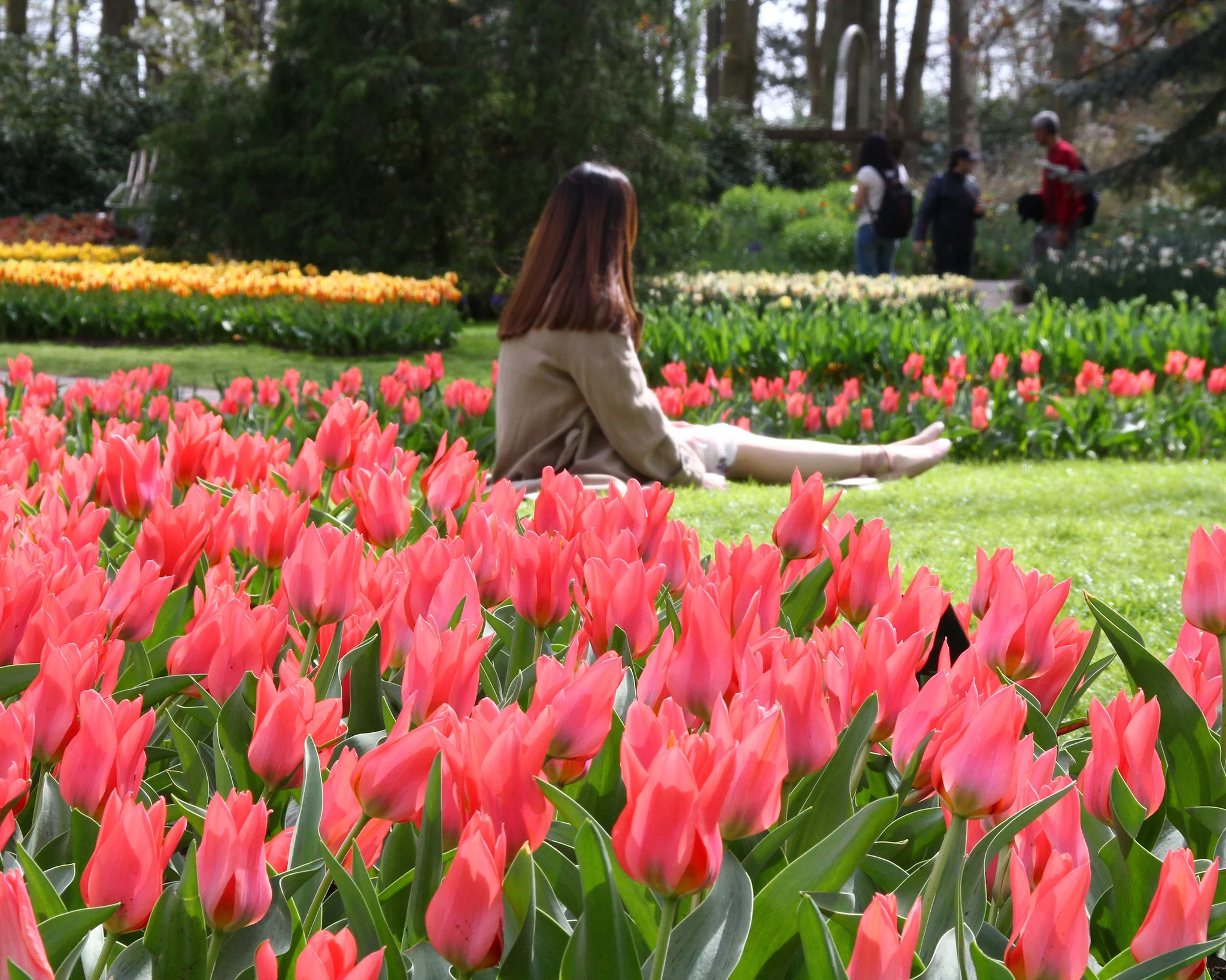 Tulip 'Toronto' - Image 3